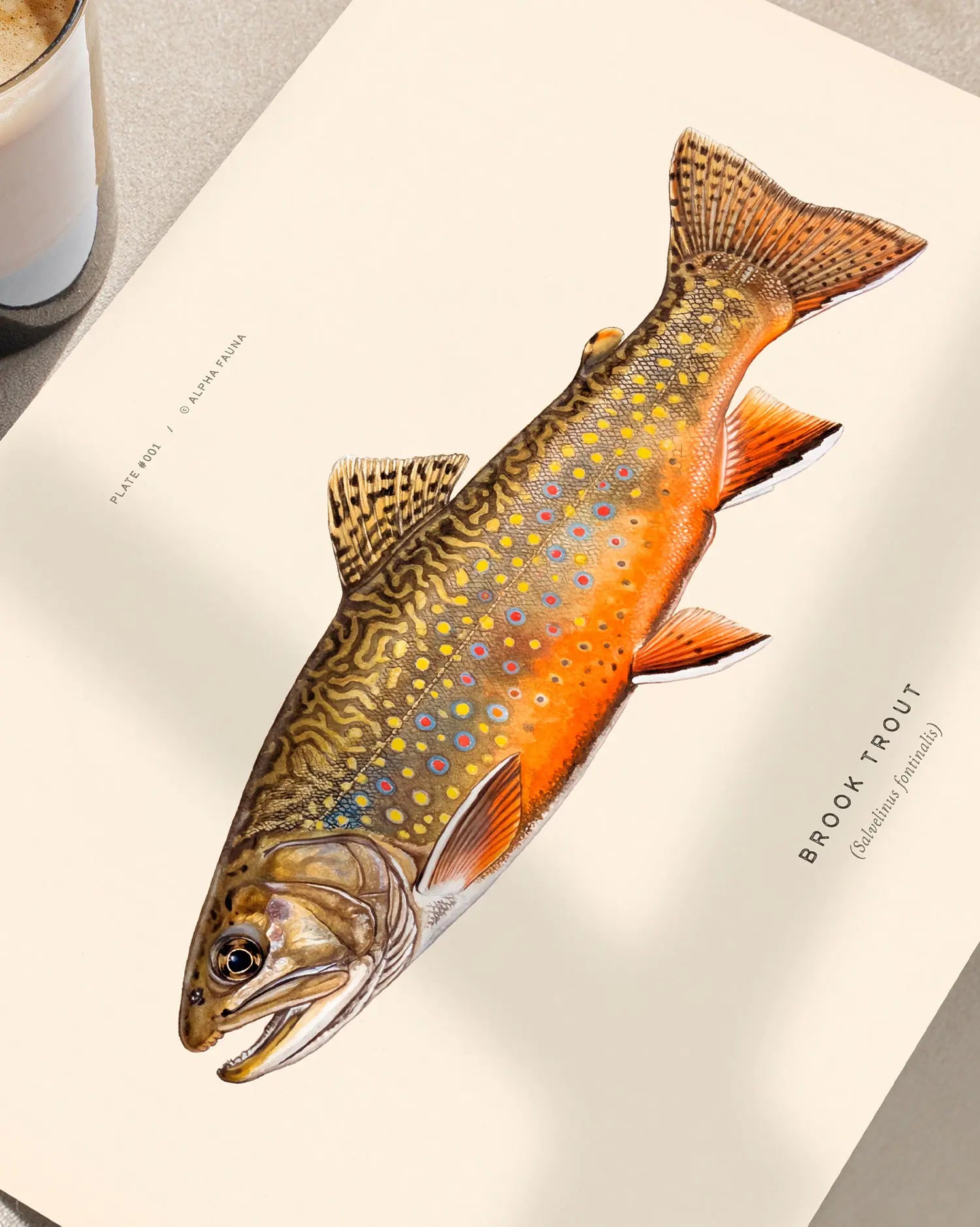 Native Char of North America – Set of 4
