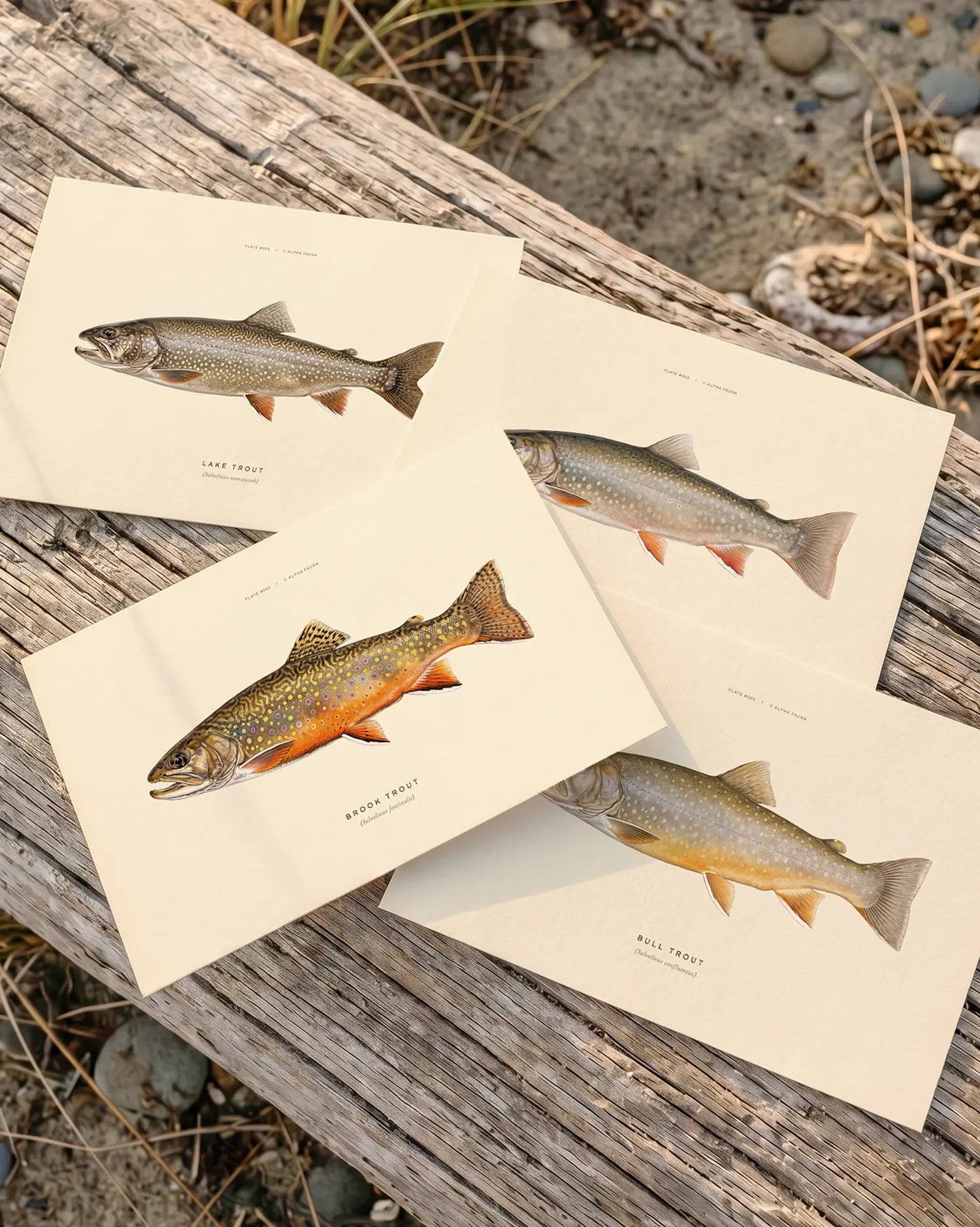 Native Char of North America – Set of 4