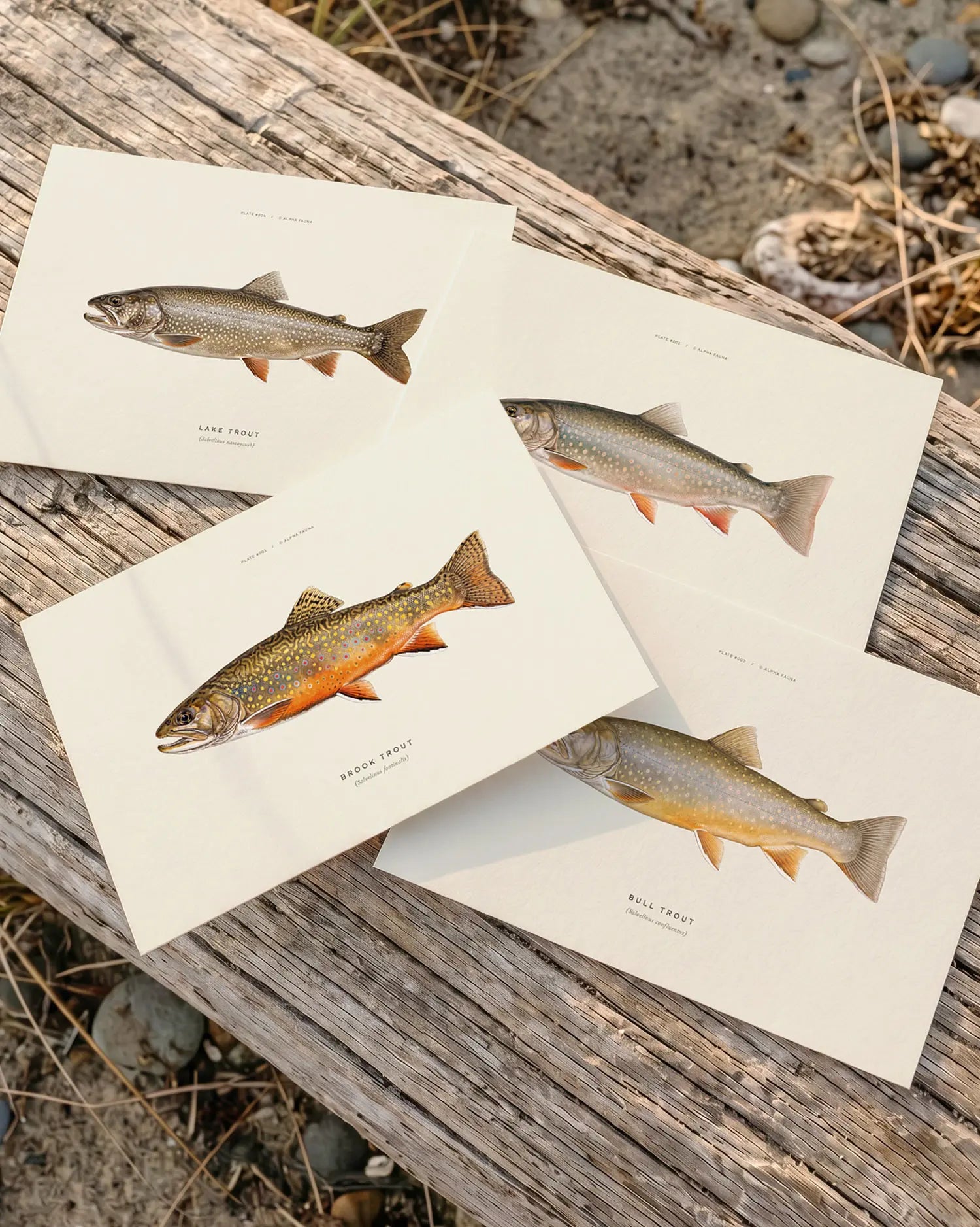 Native Char of North America – Set of 4