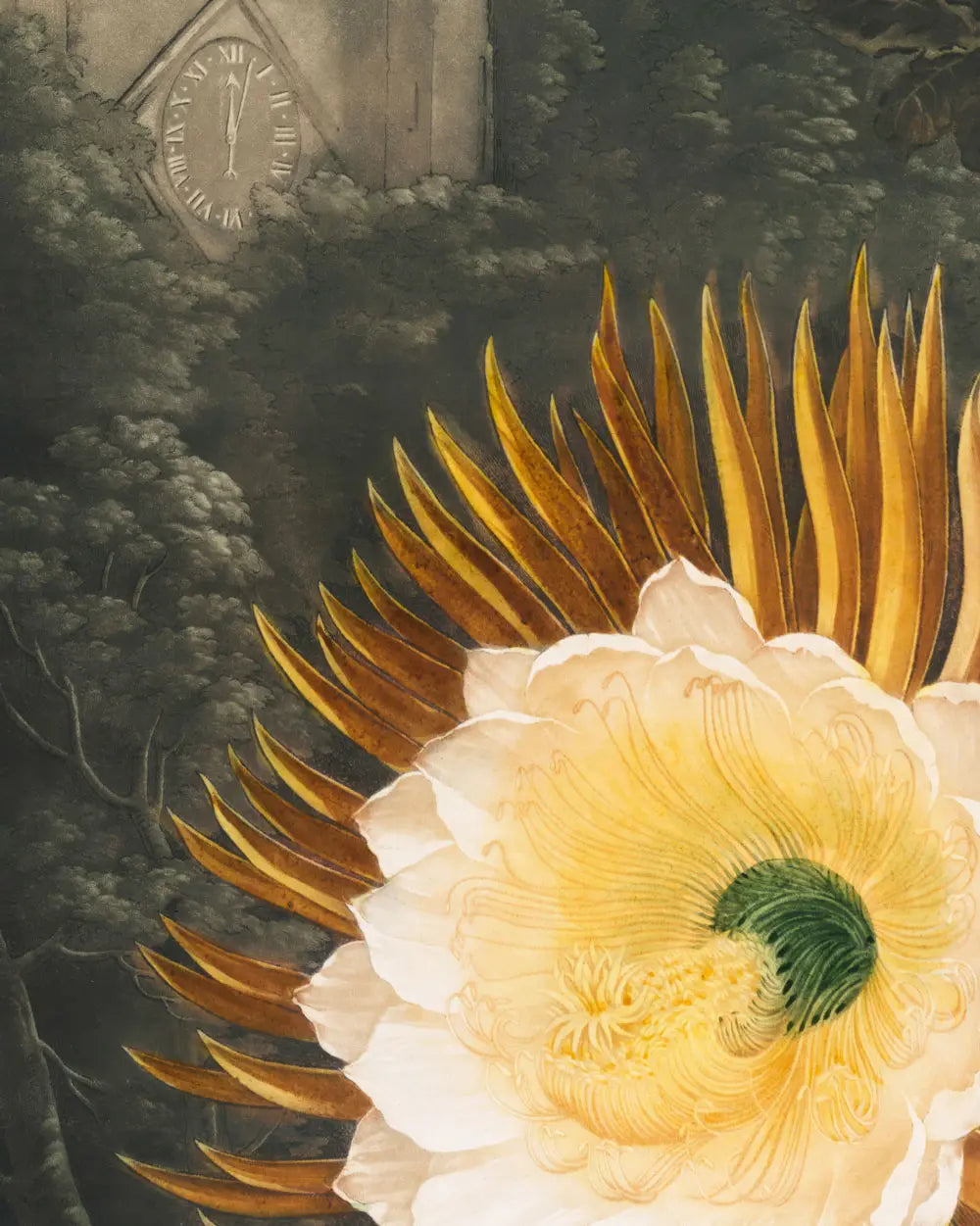 Night-Blowing Cereus – Master Exhibit Edition