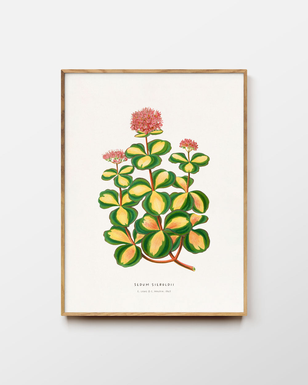 October Daphne Stonecrop Art Print
