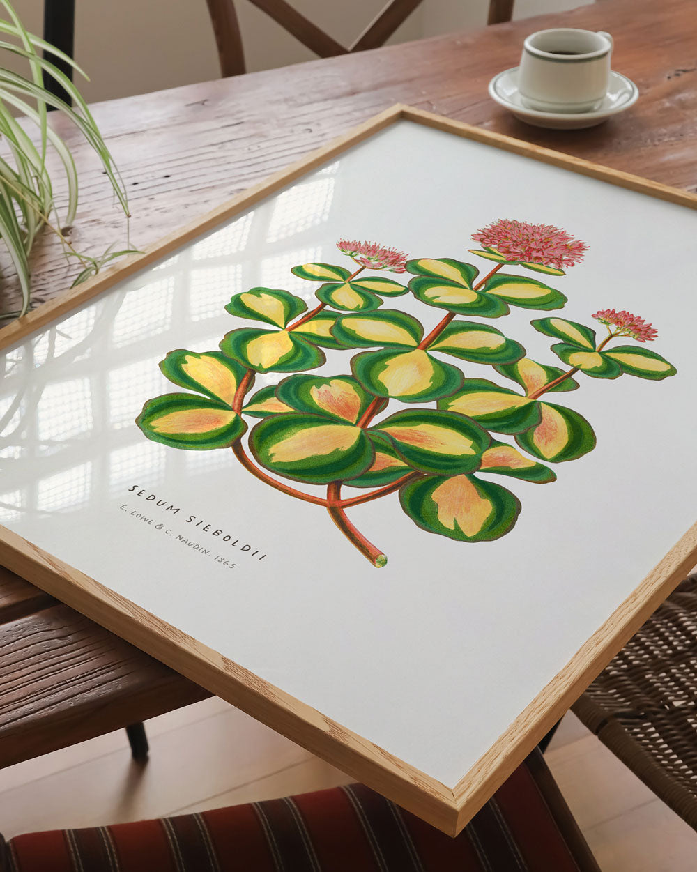 October Daphne Stonecrop Art Print