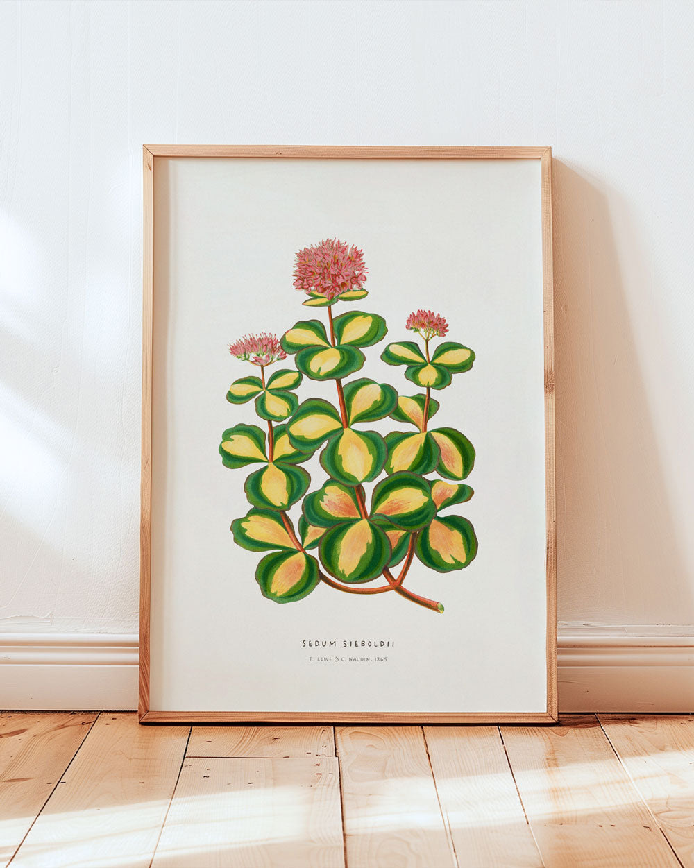 October Daphne Stonecrop Art Print
