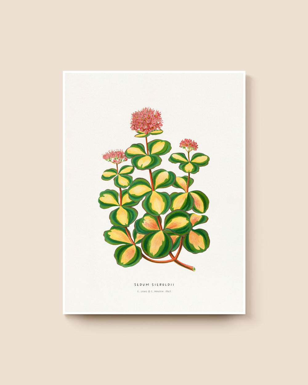 October Daphne Stonecrop Art Print