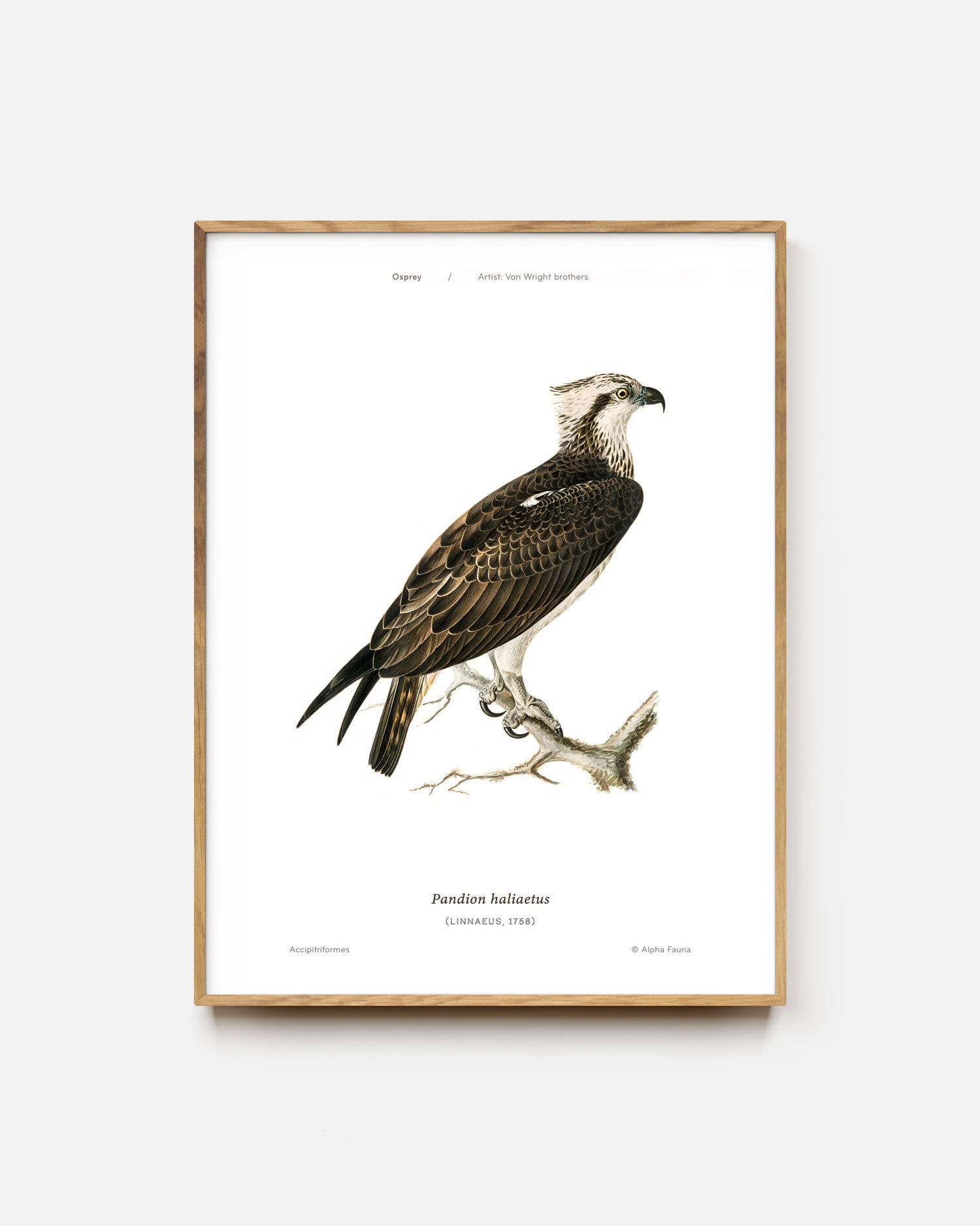 Osprey Art Print