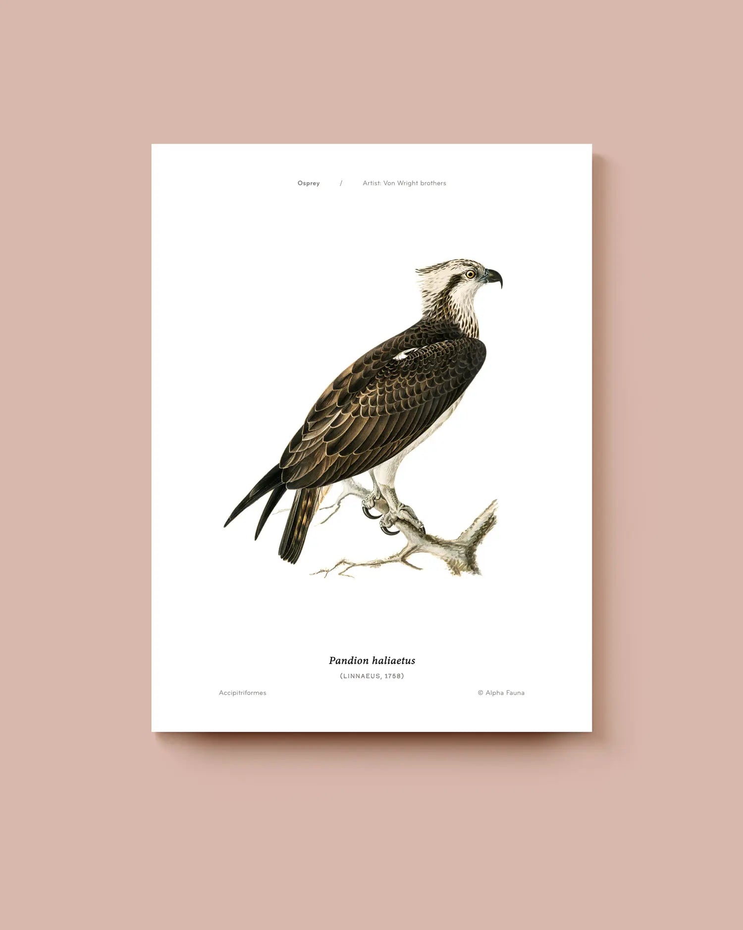 Art print of an osprey bird on a branch against a white background. * Unframed print