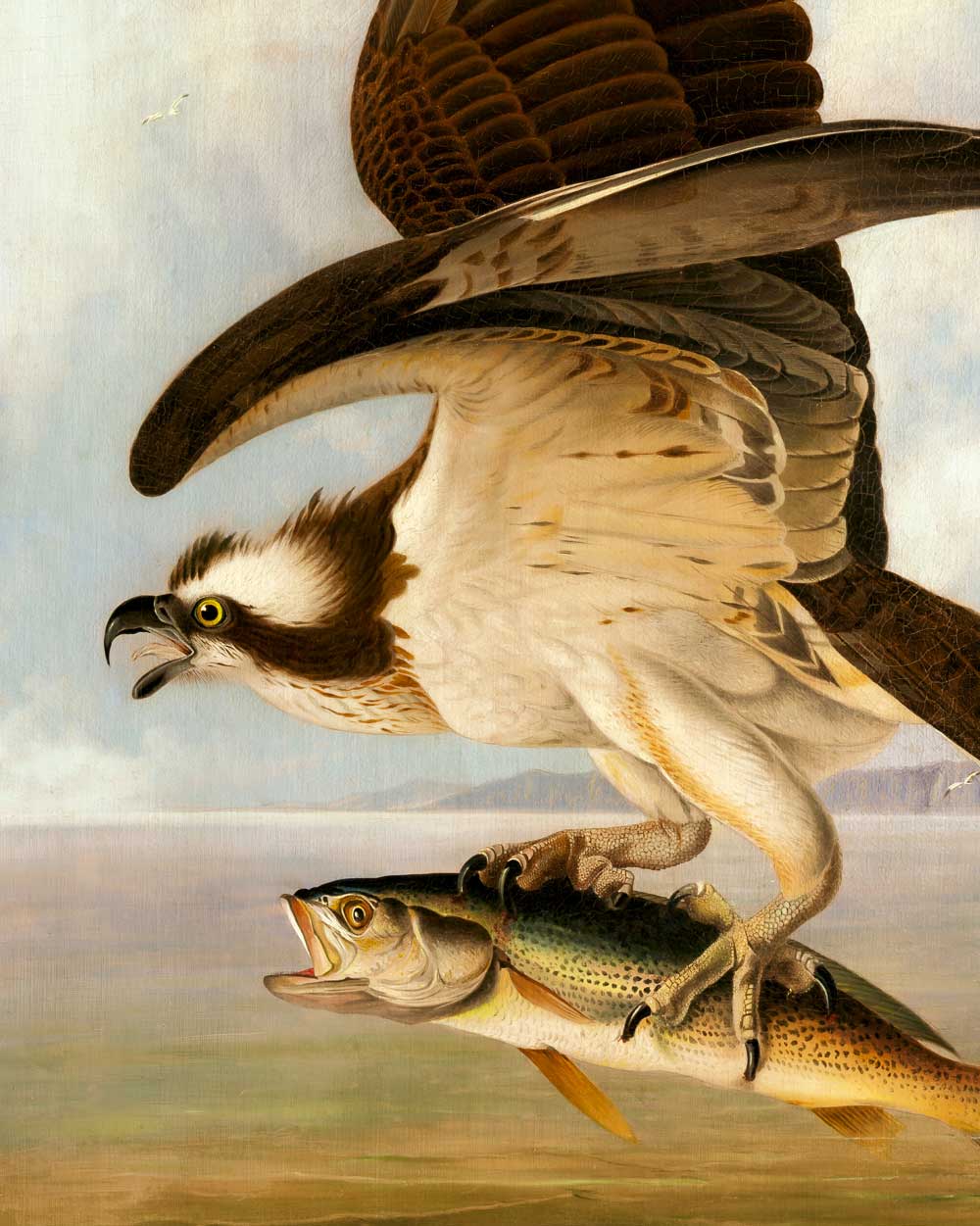 Osprey & Weakfish Art Print