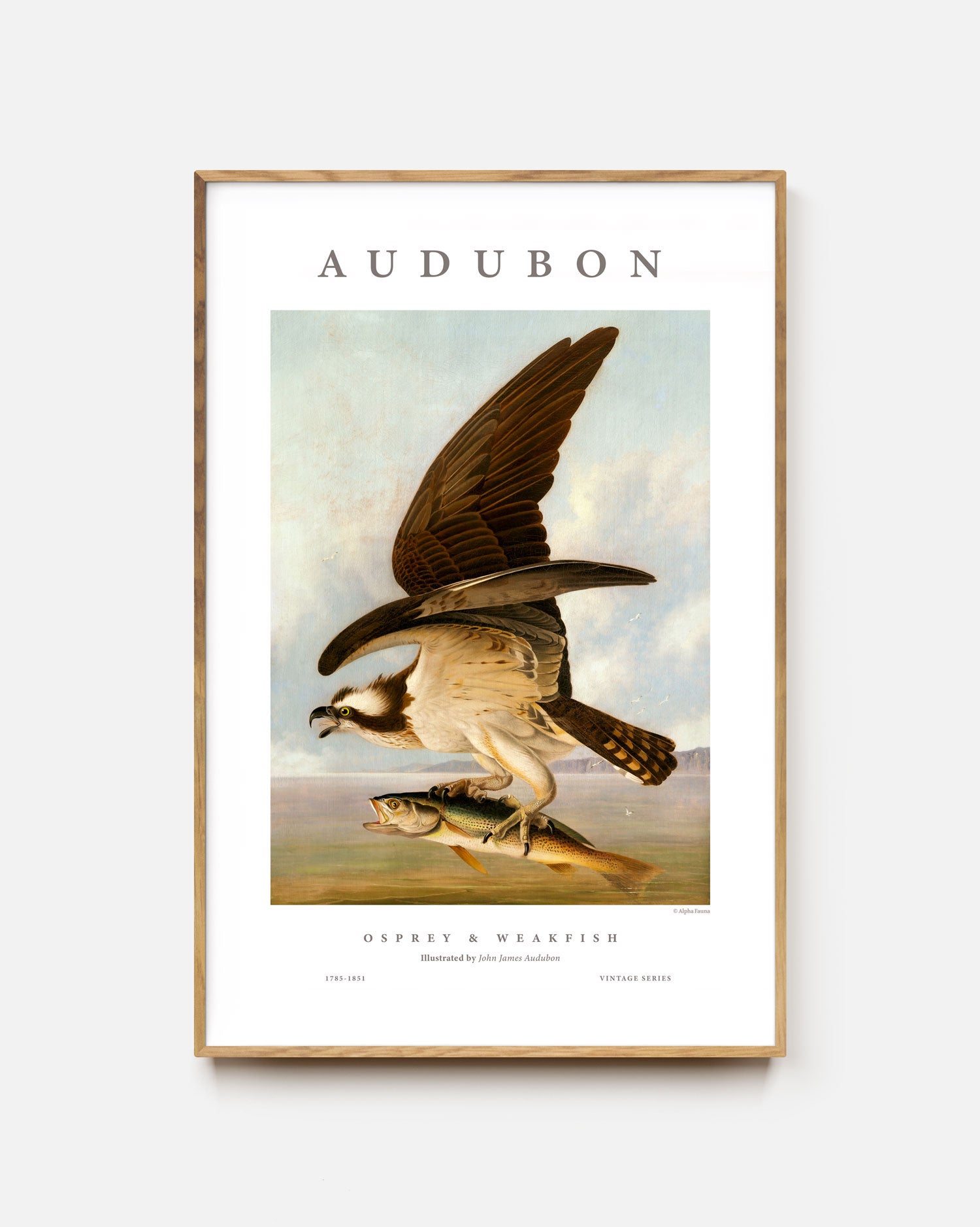 Osprey & Weakfish Art Print