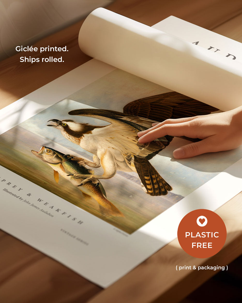 Osprey & Weakfish Art Print