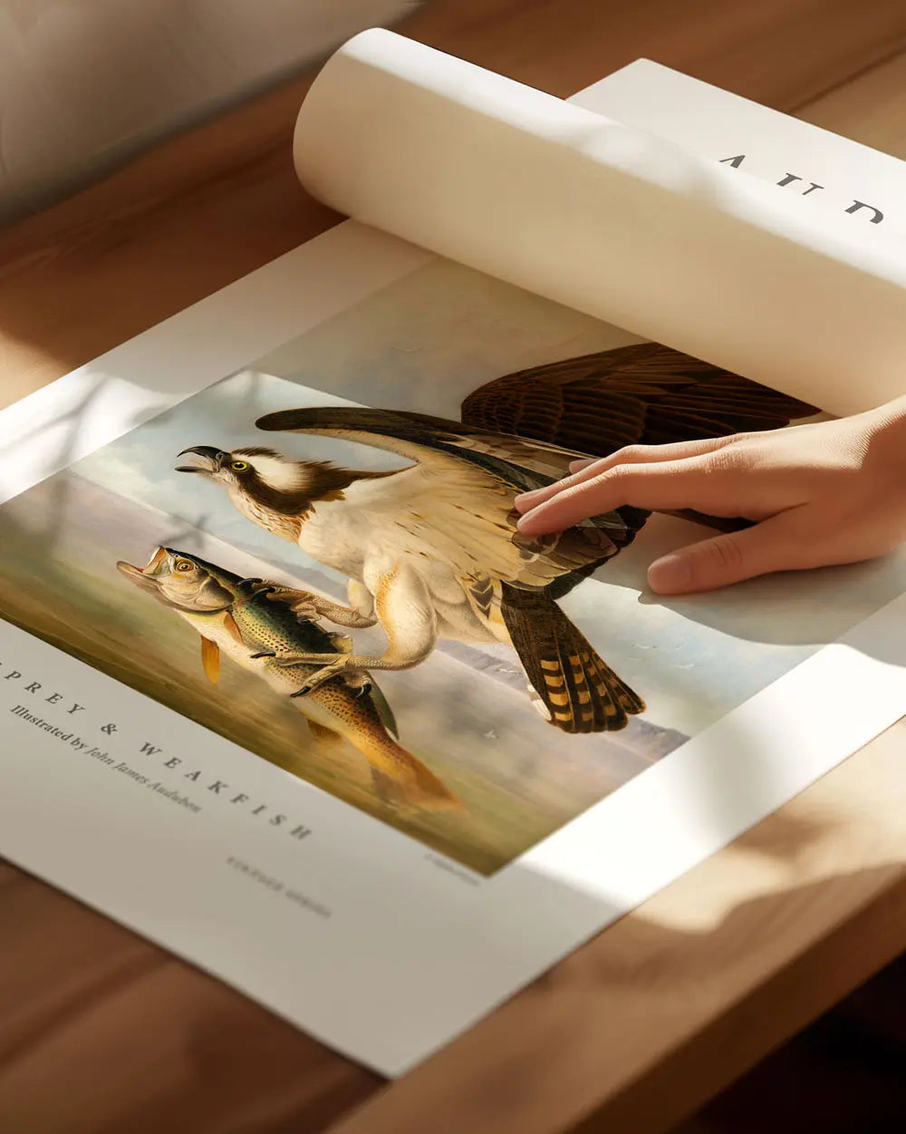 Osprey & Weakfish Art Print