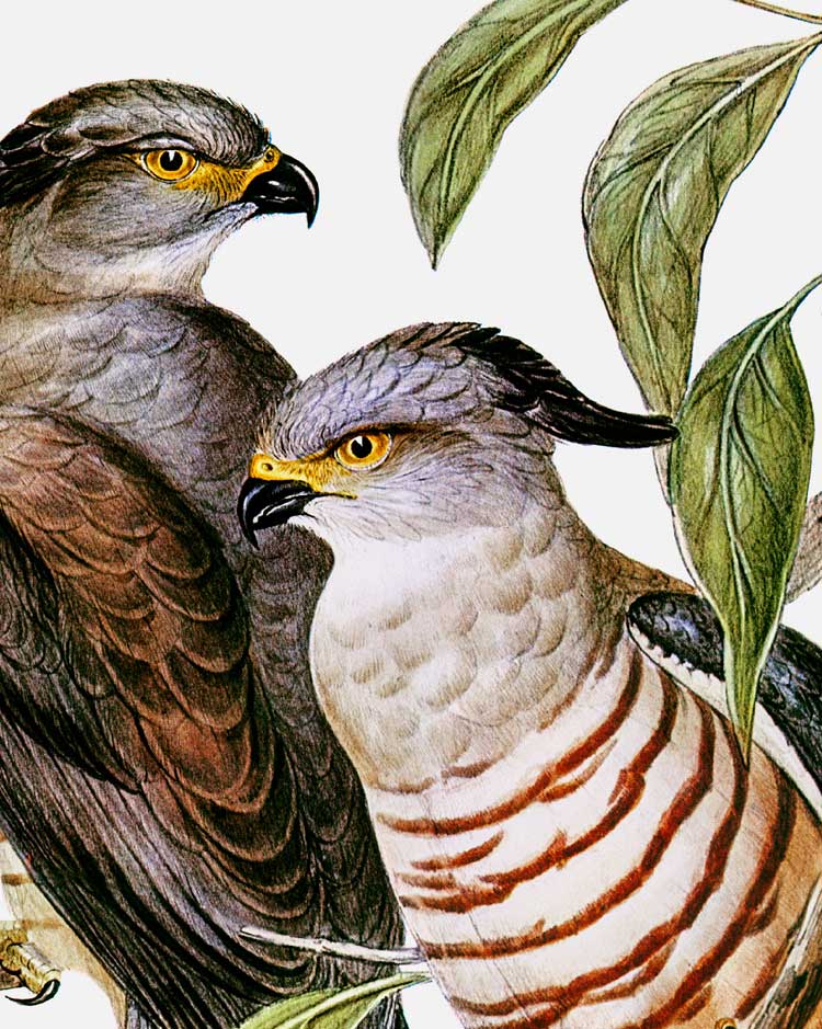 Pacific Baza Art Print