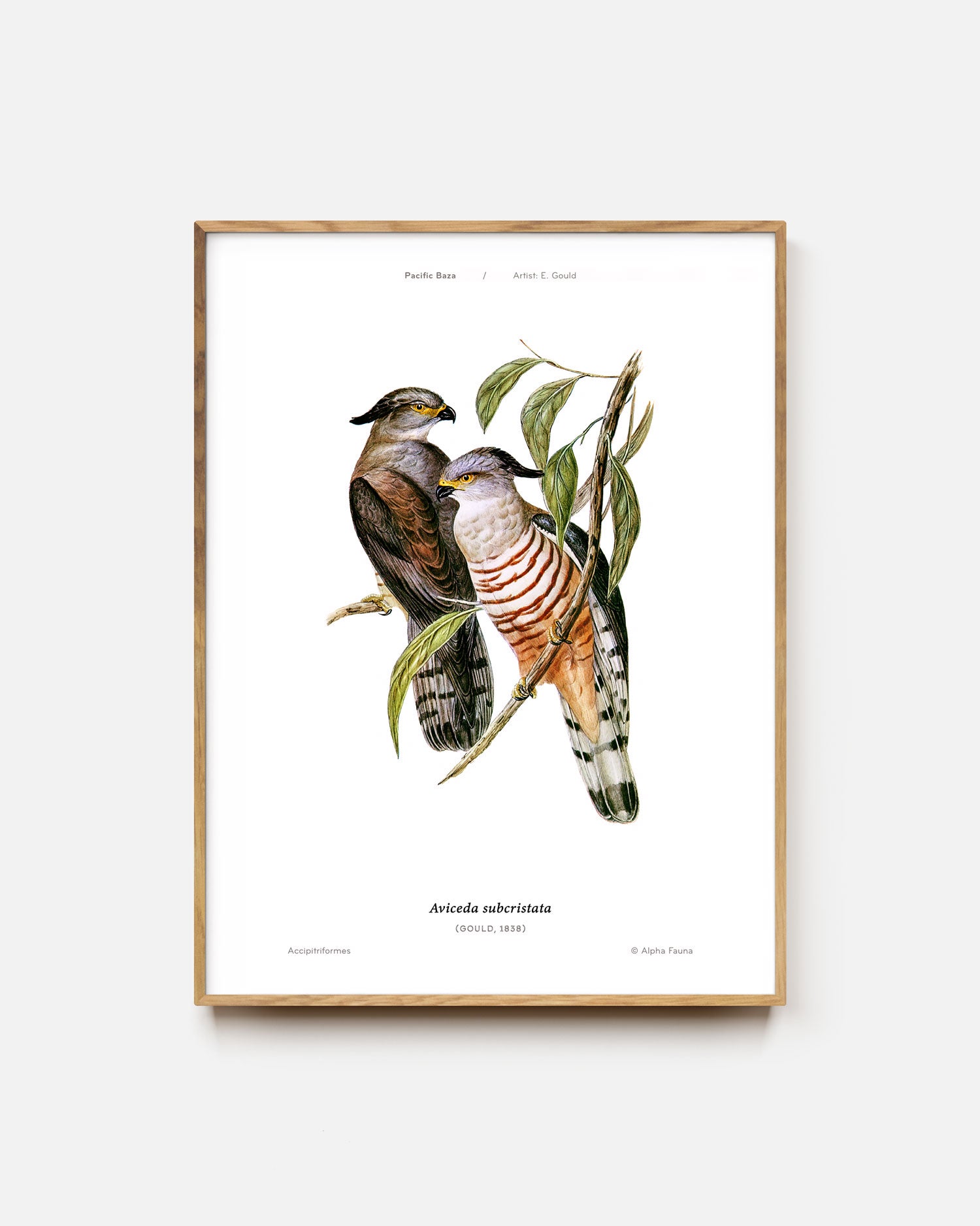 Pacific Baza Art Print