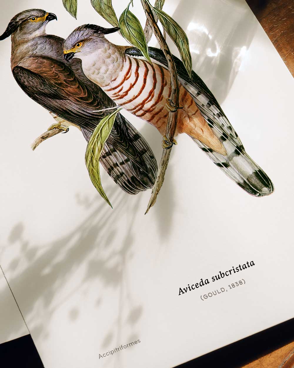 Pacific Baza Art Print