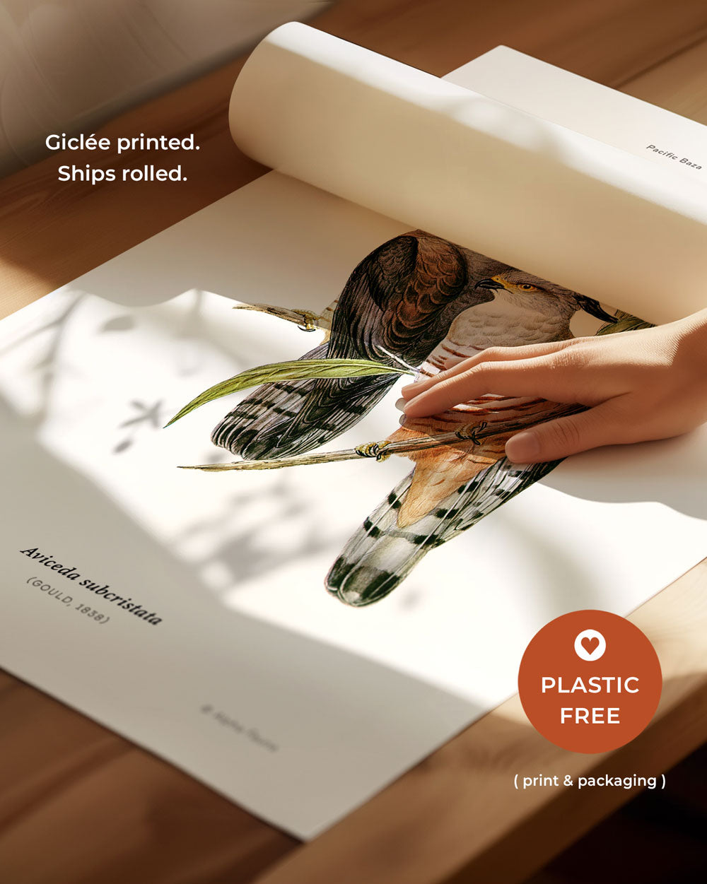Pacific Baza Art Print