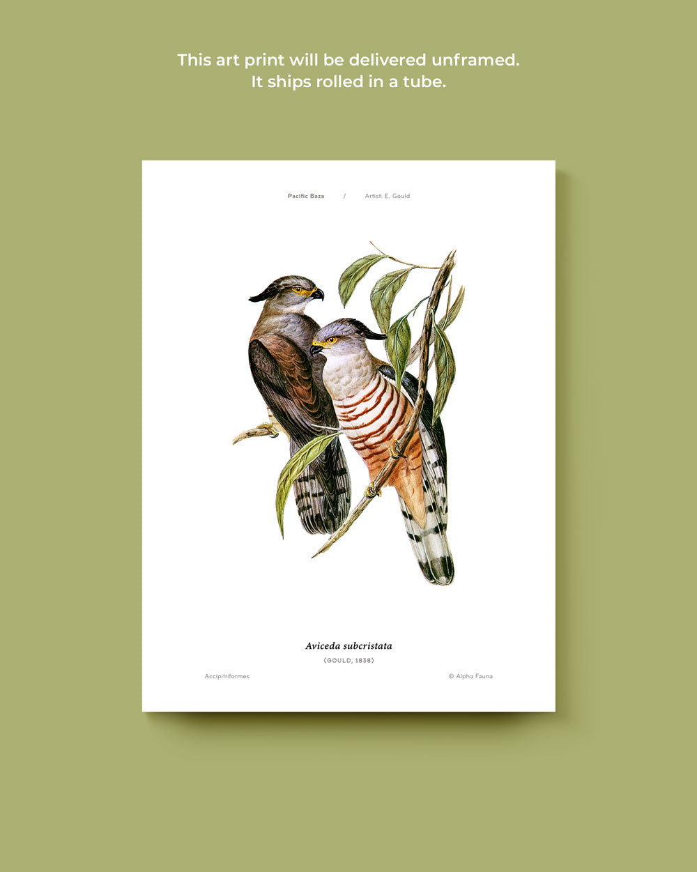 Pacific Baza Art Print