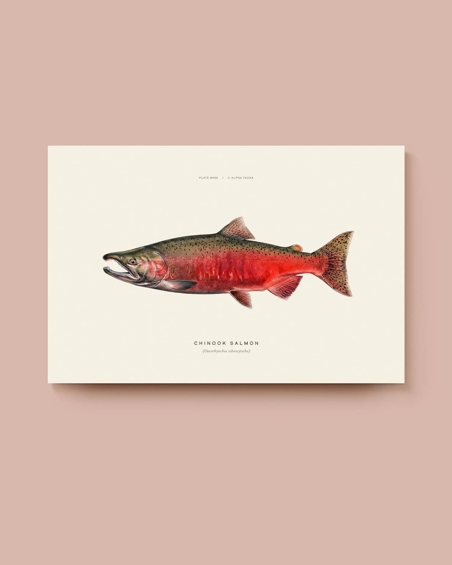 Illustration of a Chinook salmon on a beige background. * Unframed print