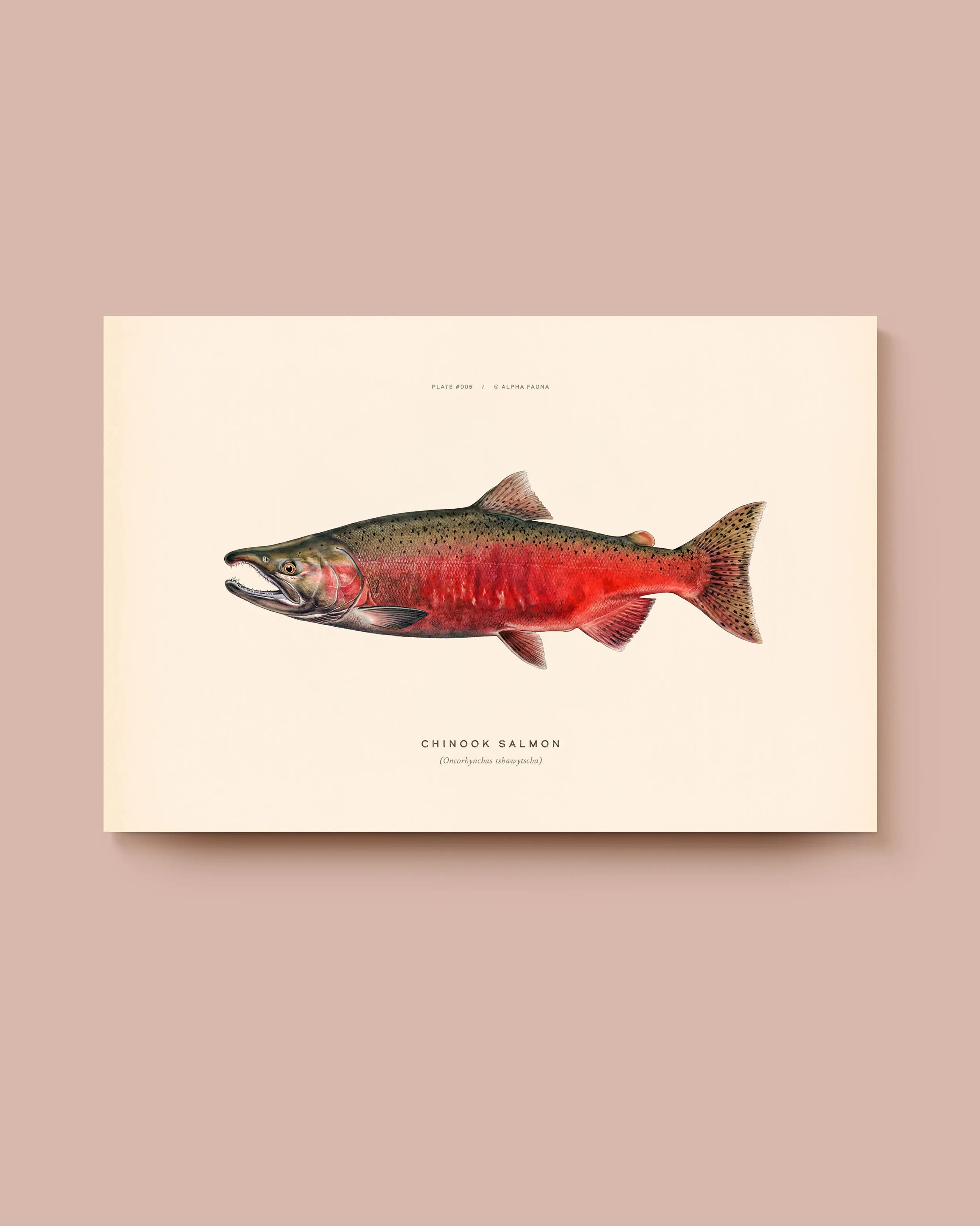 Illustration of a Chinook salmon on a beige background. * Unframed print