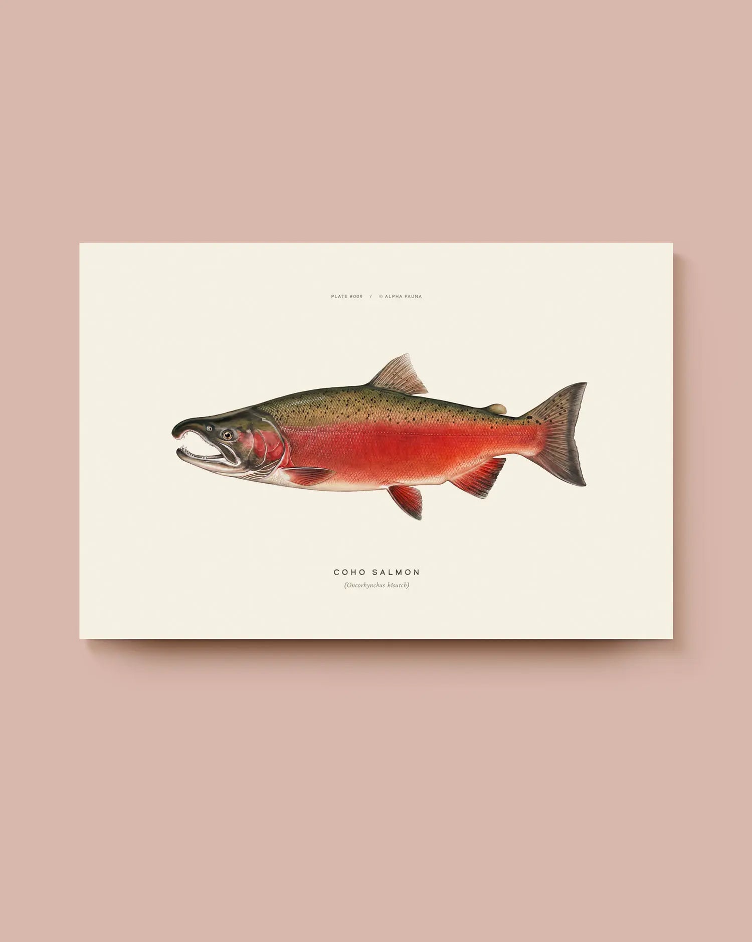 Illustration of a coho salmon on a beige background. * Unframed print