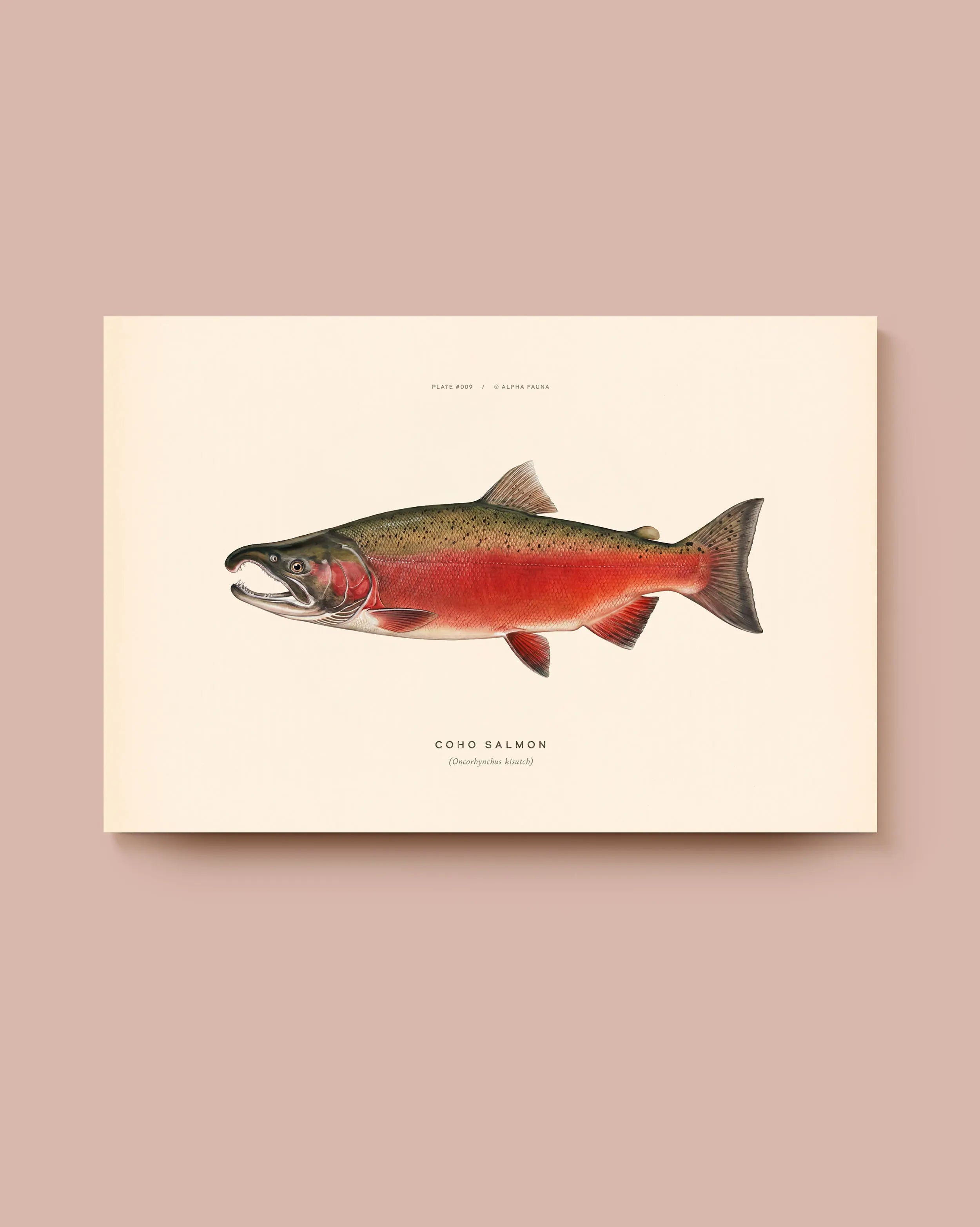 Illustration of a coho salmon on a beige background. * Unframed print