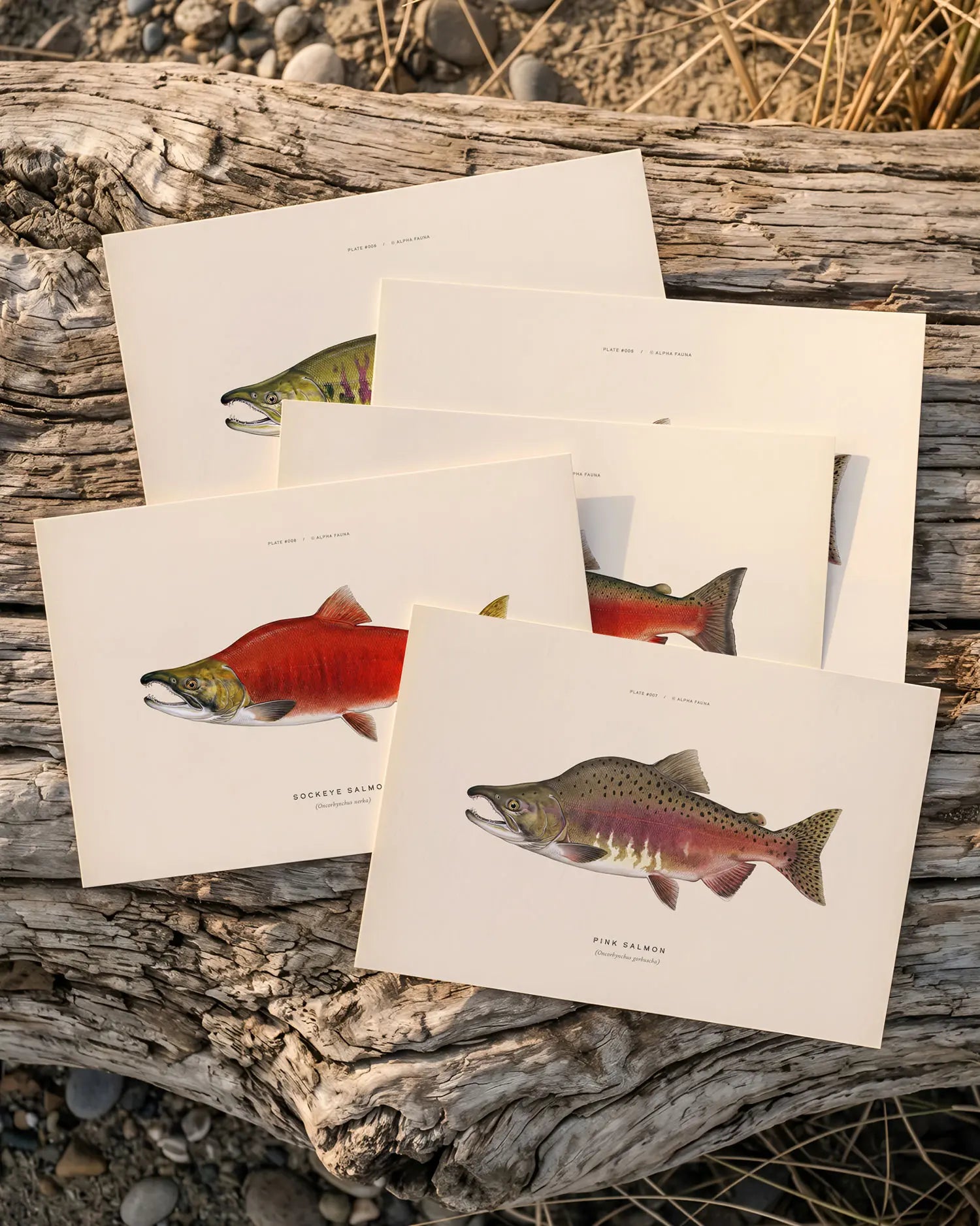 Pacific Salmon of North America – Set of 5