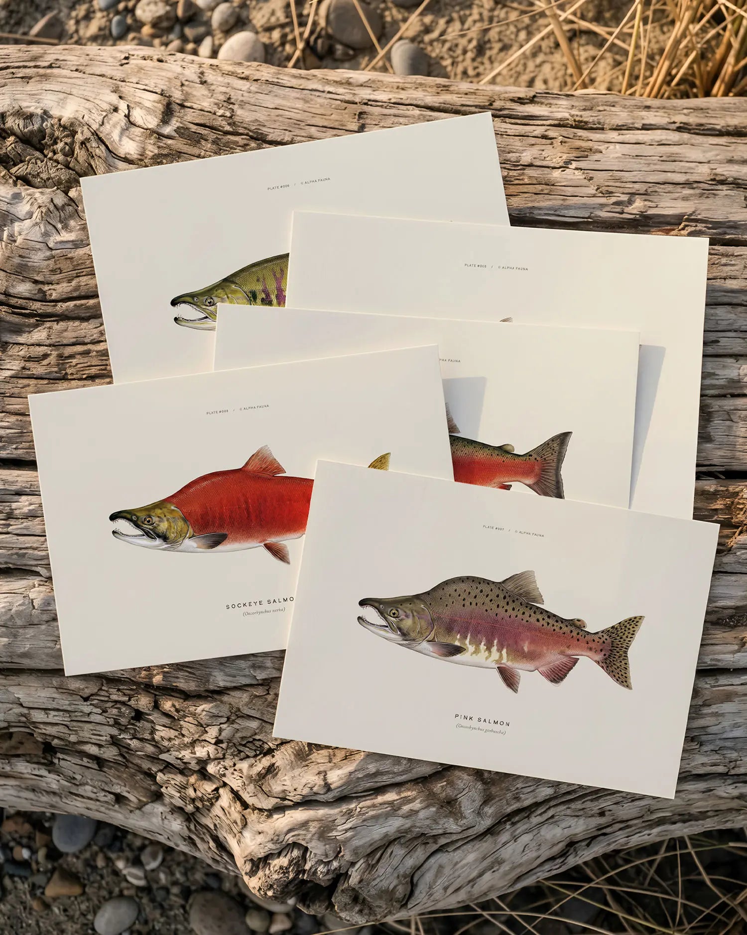 Pacific Salmon of North America – Set of 5