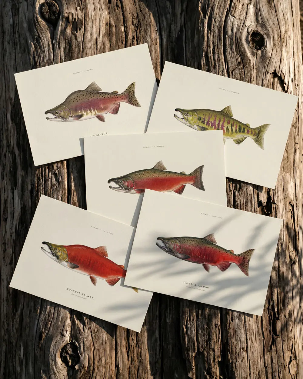 Pacific Salmon of North America – Set of 5