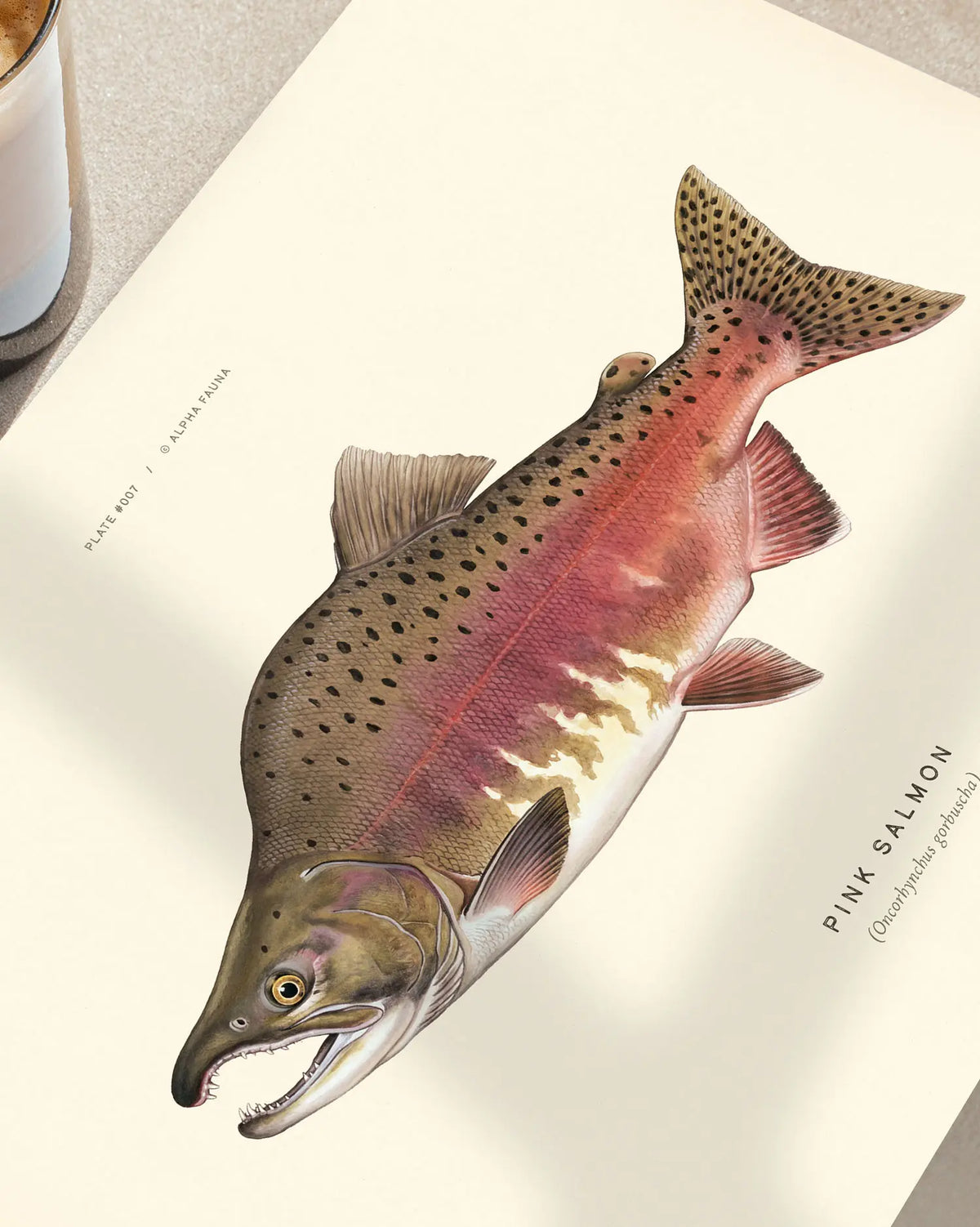 Pacific Salmon of North America – Set of 5