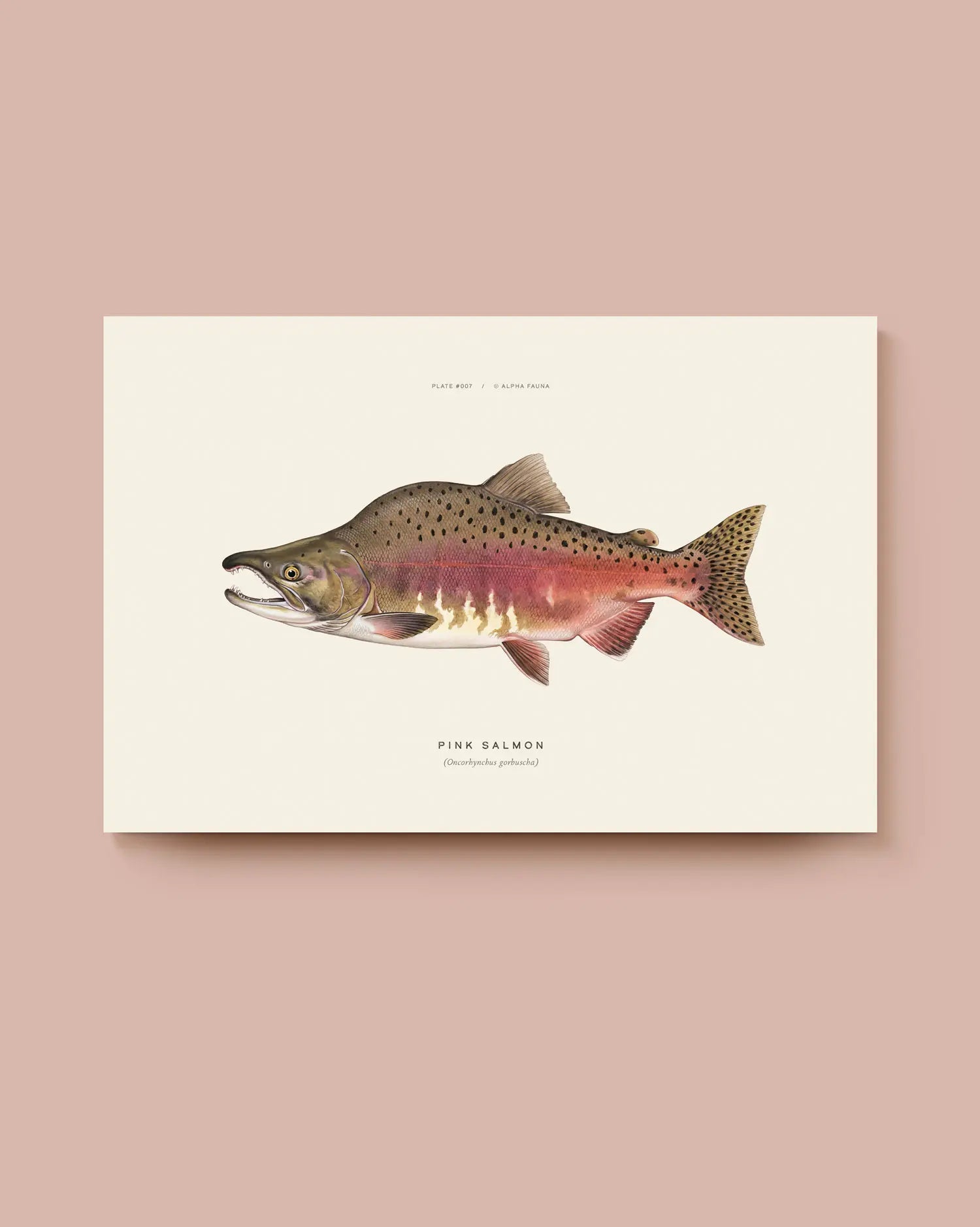 Illustration of a pink salmon on a beige background. * Unframed print