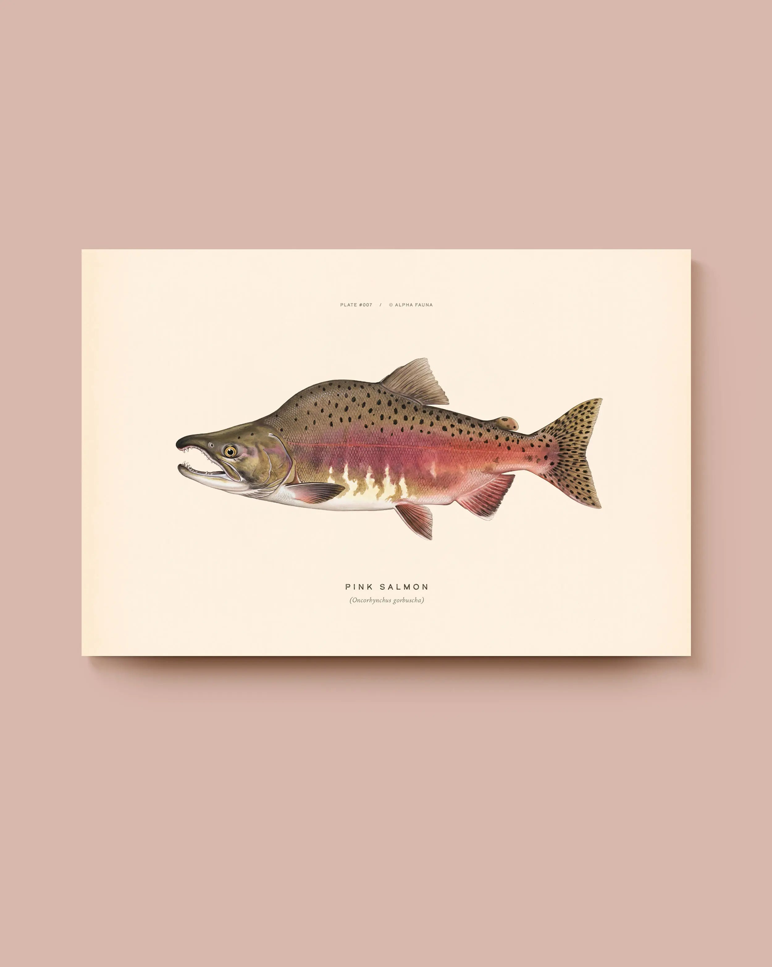 Illustration of a pink salmon on a beige background. * Unframed print
