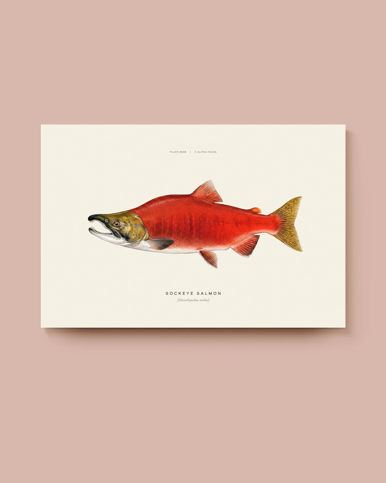 Illustration of a sockeye salmon on a beige background. * Unframed print