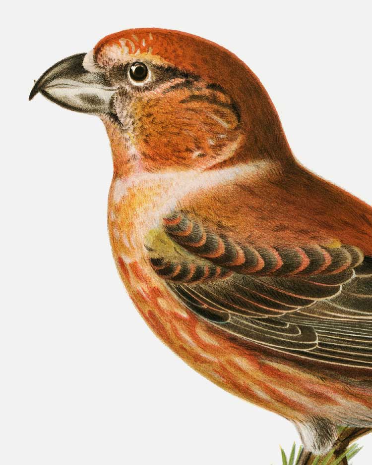 Parrot Crossbill Art Print