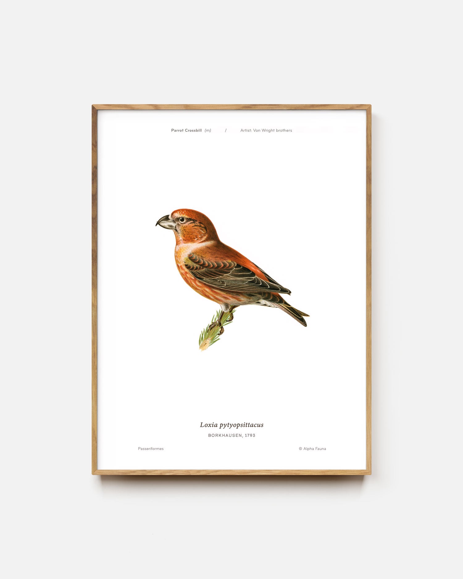 Parrot Crossbill Art Print