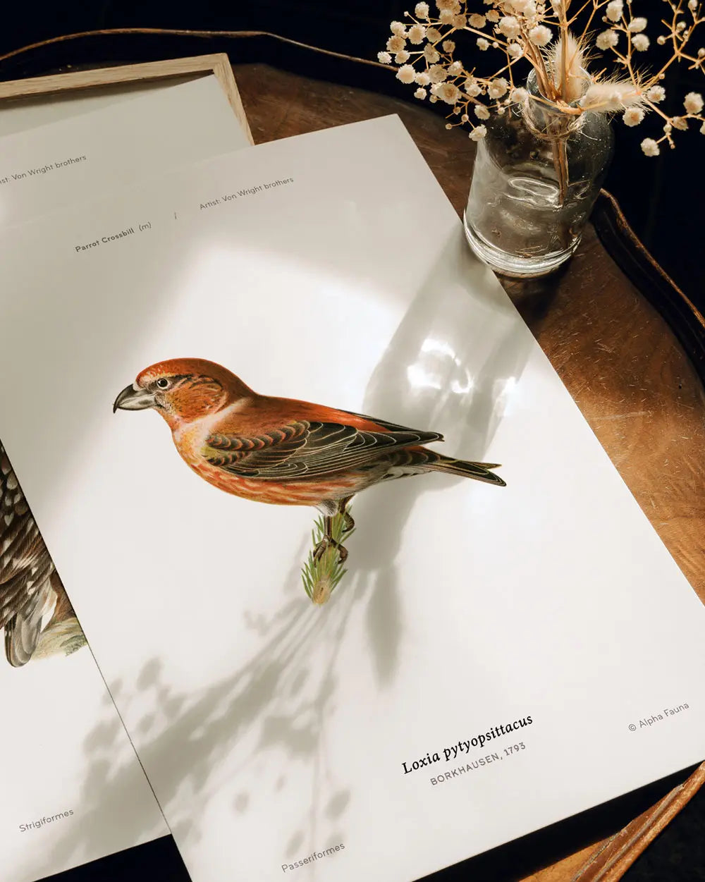 Parrot Crossbill Art Print
