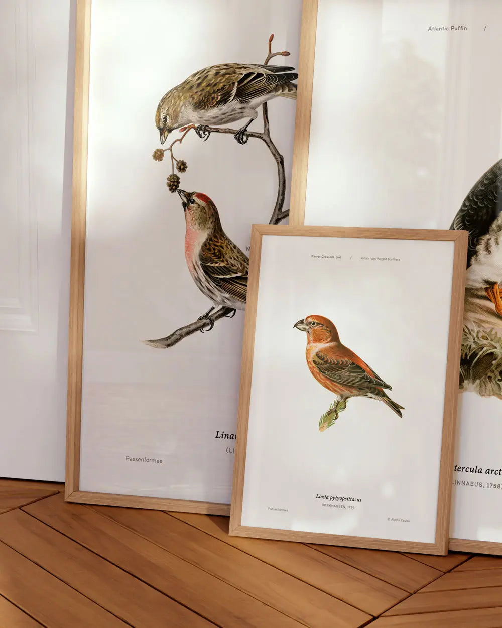 Parrot Crossbill Art Print