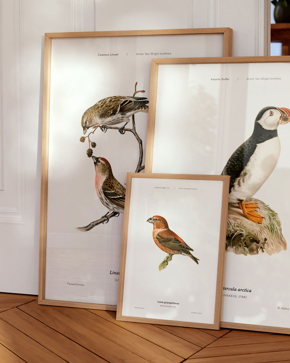 Parrot Crossbill Art Print