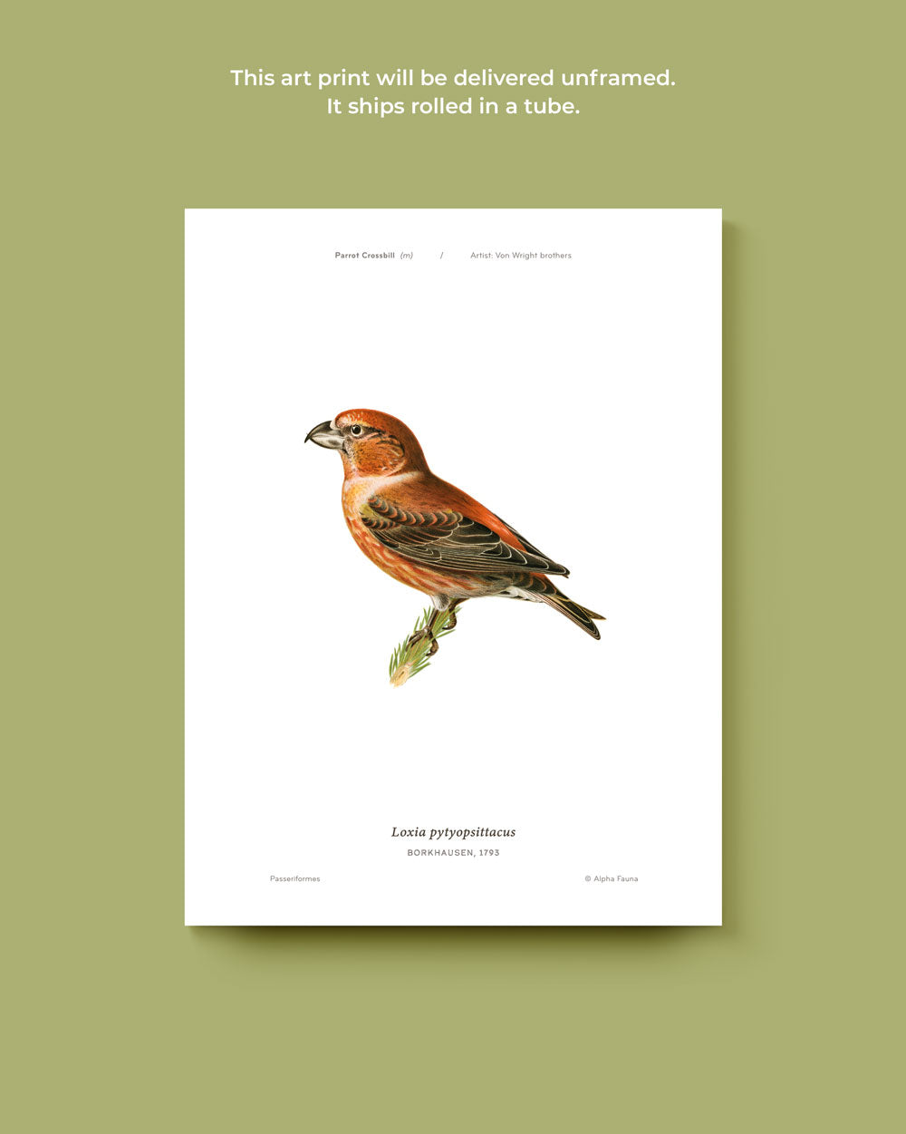 Parrot Crossbill Art Print