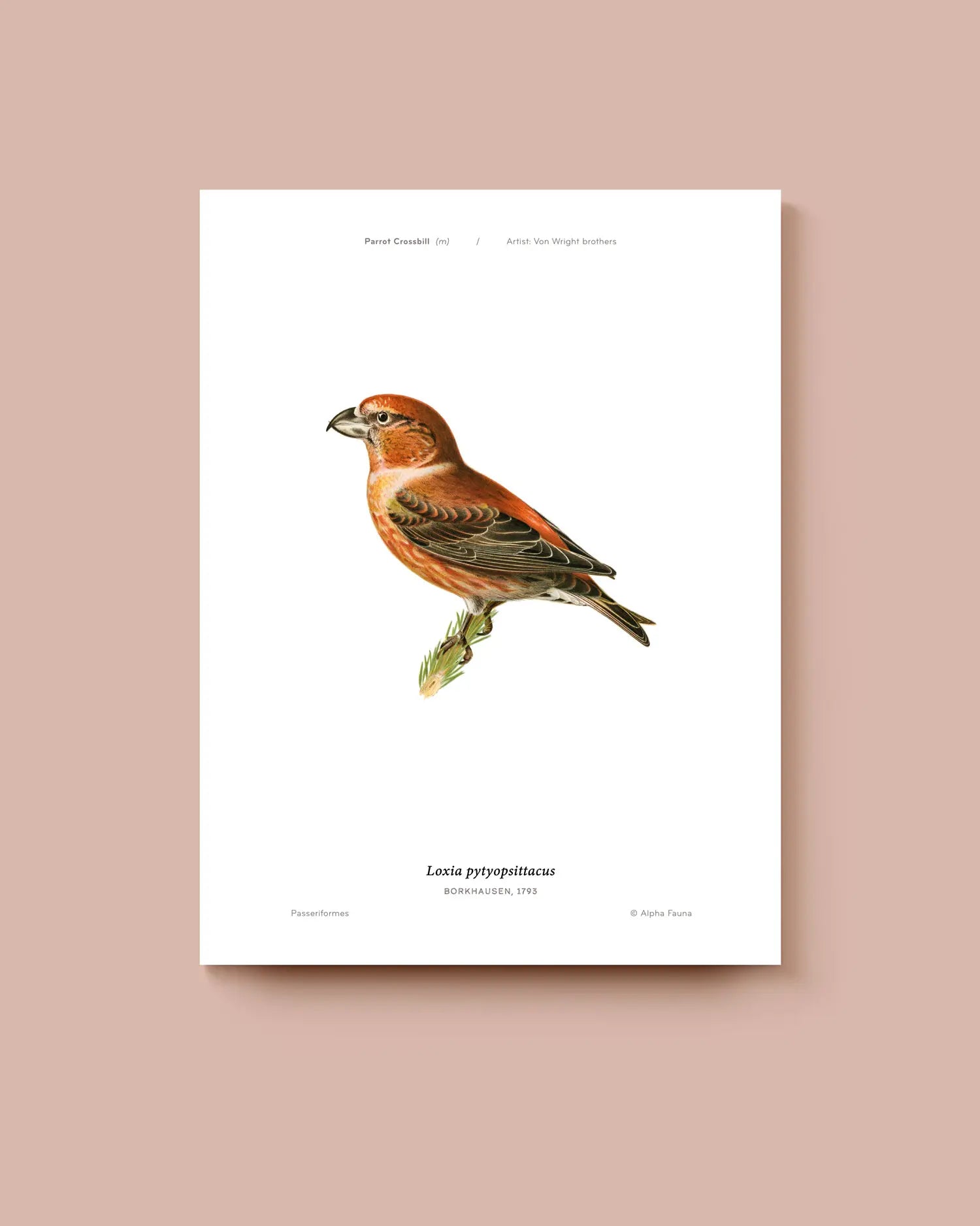 Poster of a parrot crossbill bird illustration on a white background. * Unframed print