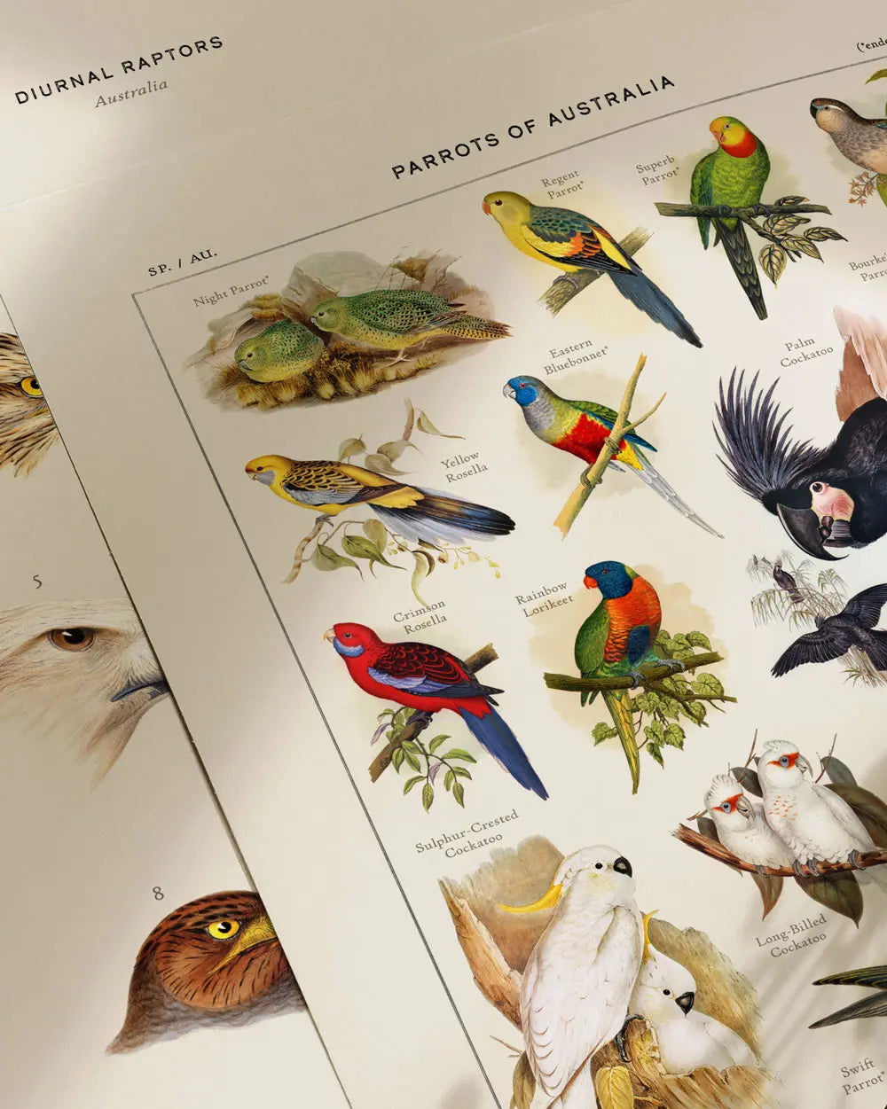 Parrots of Australia Art Print