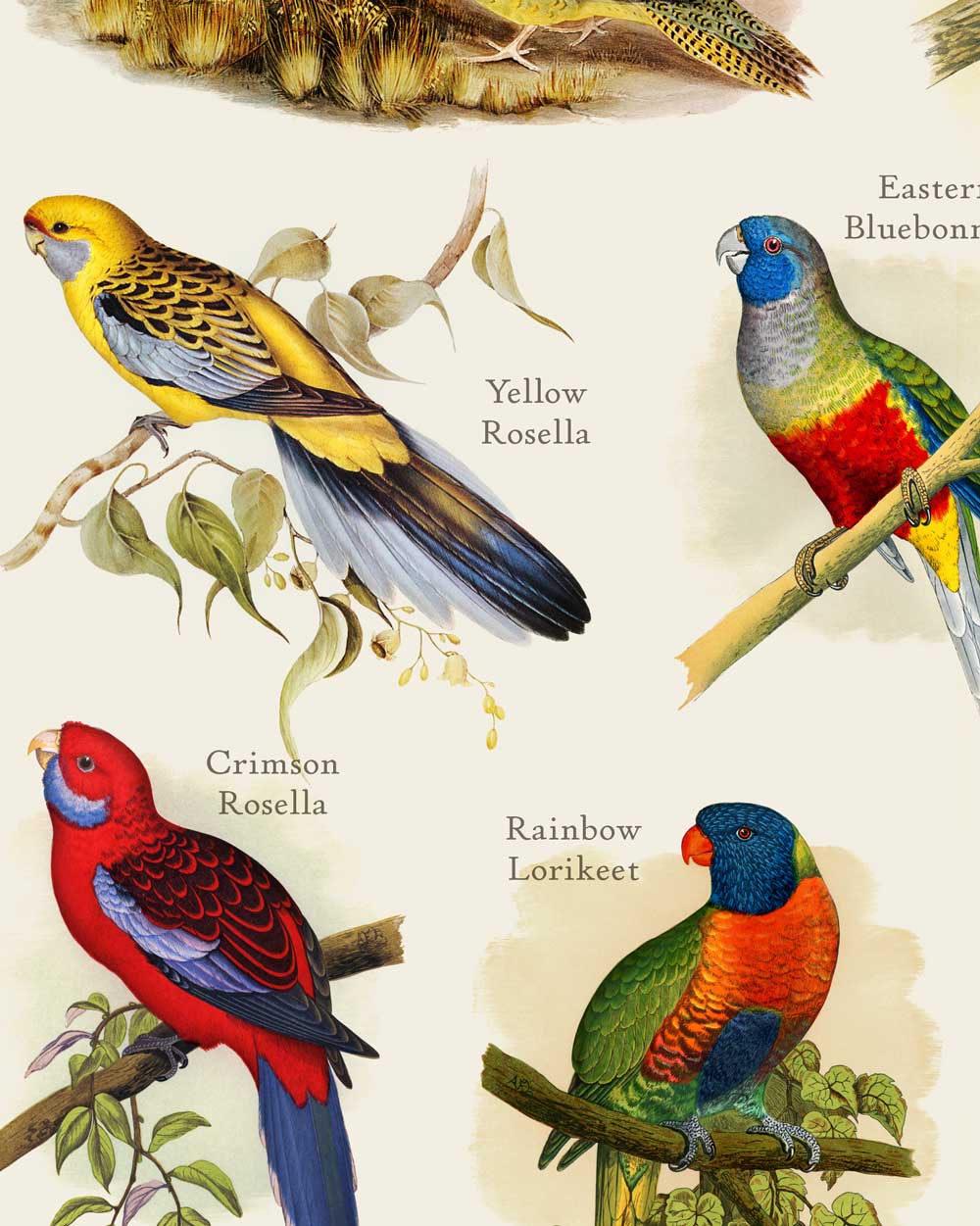 Parrots Of Australia Art Print