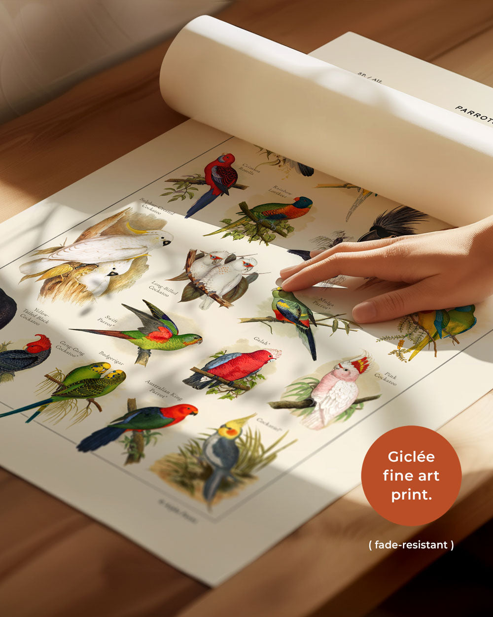 Parrots Of Australia Art Print