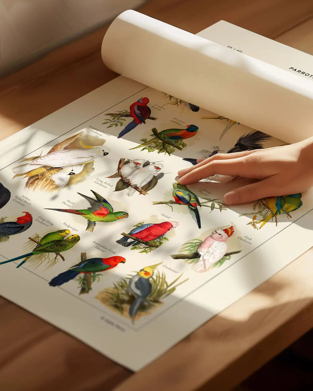 Parrots of Australia Art Print