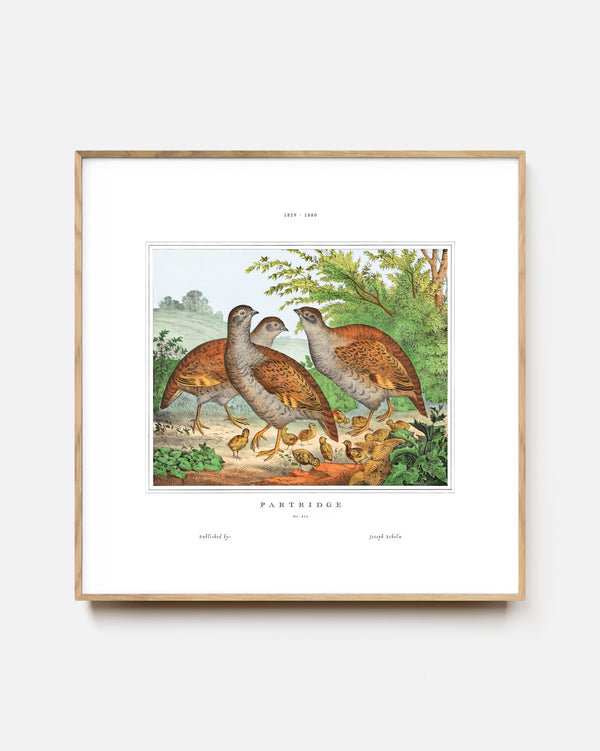 Partridge Family Art Print