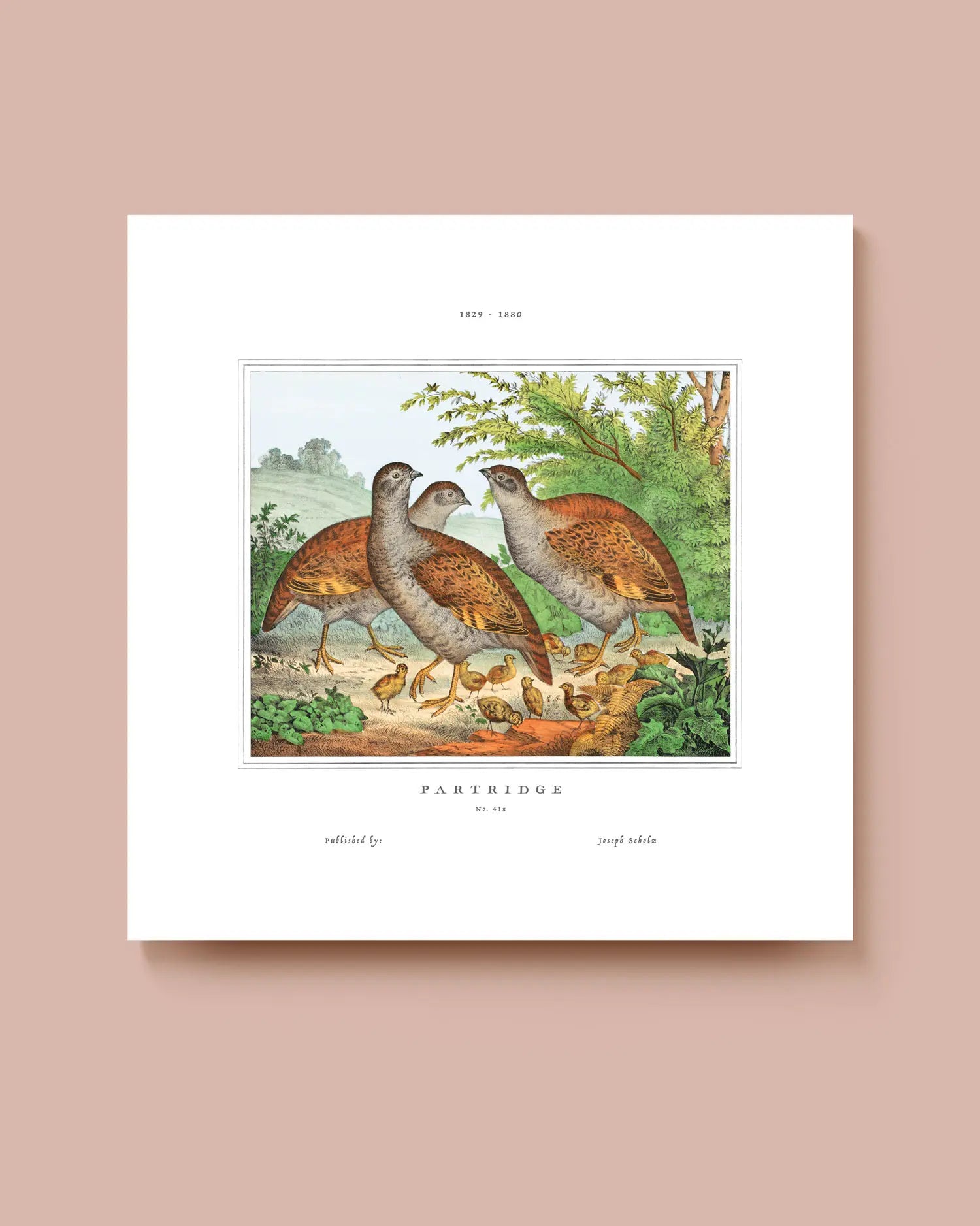 Art print featuring an illustration of partridges on a white background. * Unframed print