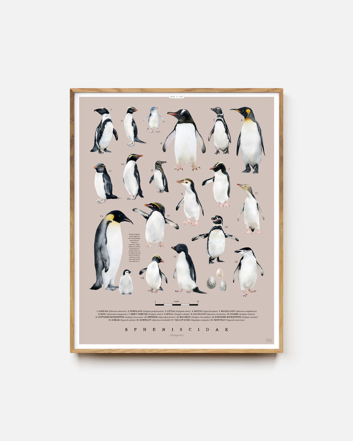 Penguins Of The World Art Print