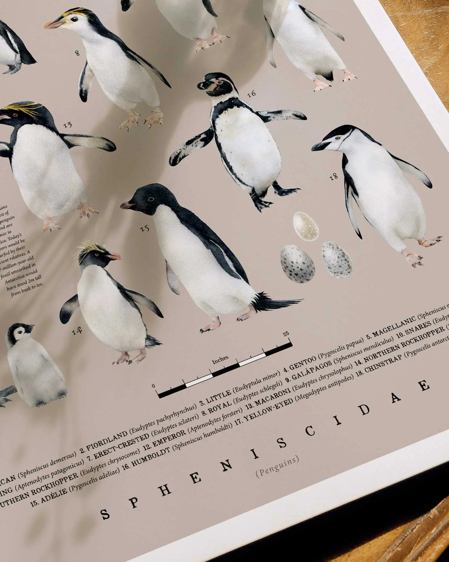 Close-up illustration of penguins on a beige background with text