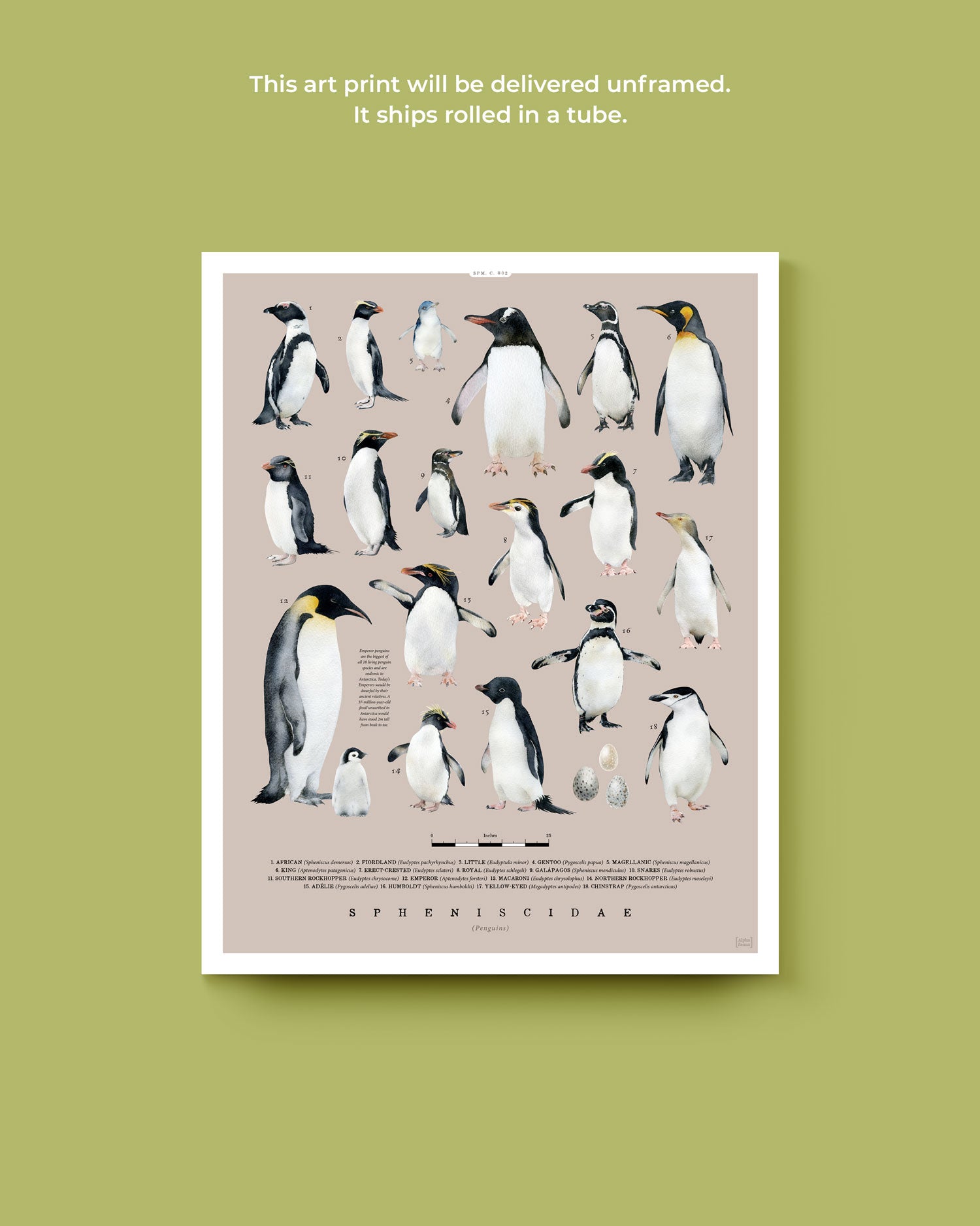 Penguins Of The World Art Print