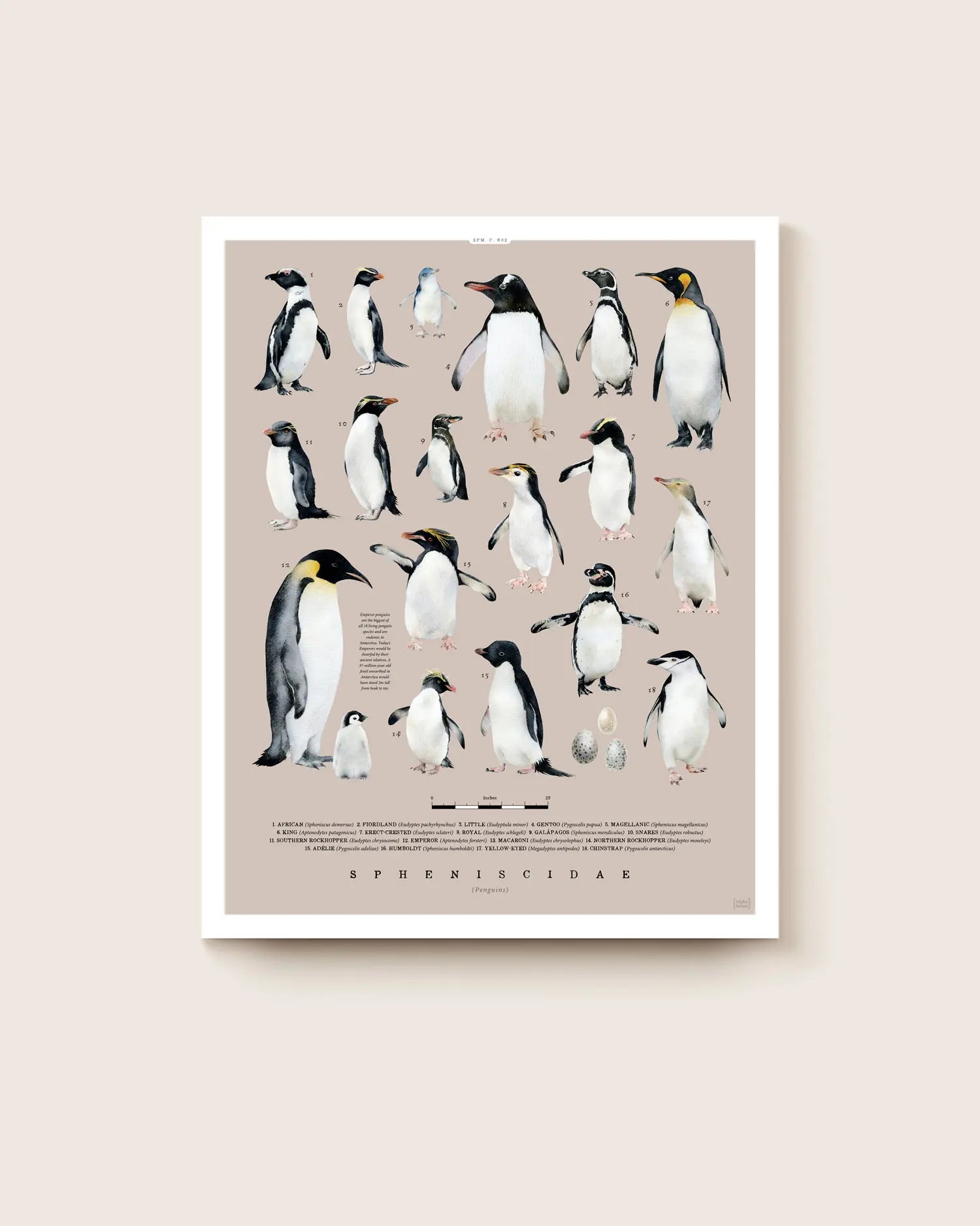 Art print of penguin species on a beige background with a white border. * Unframed print