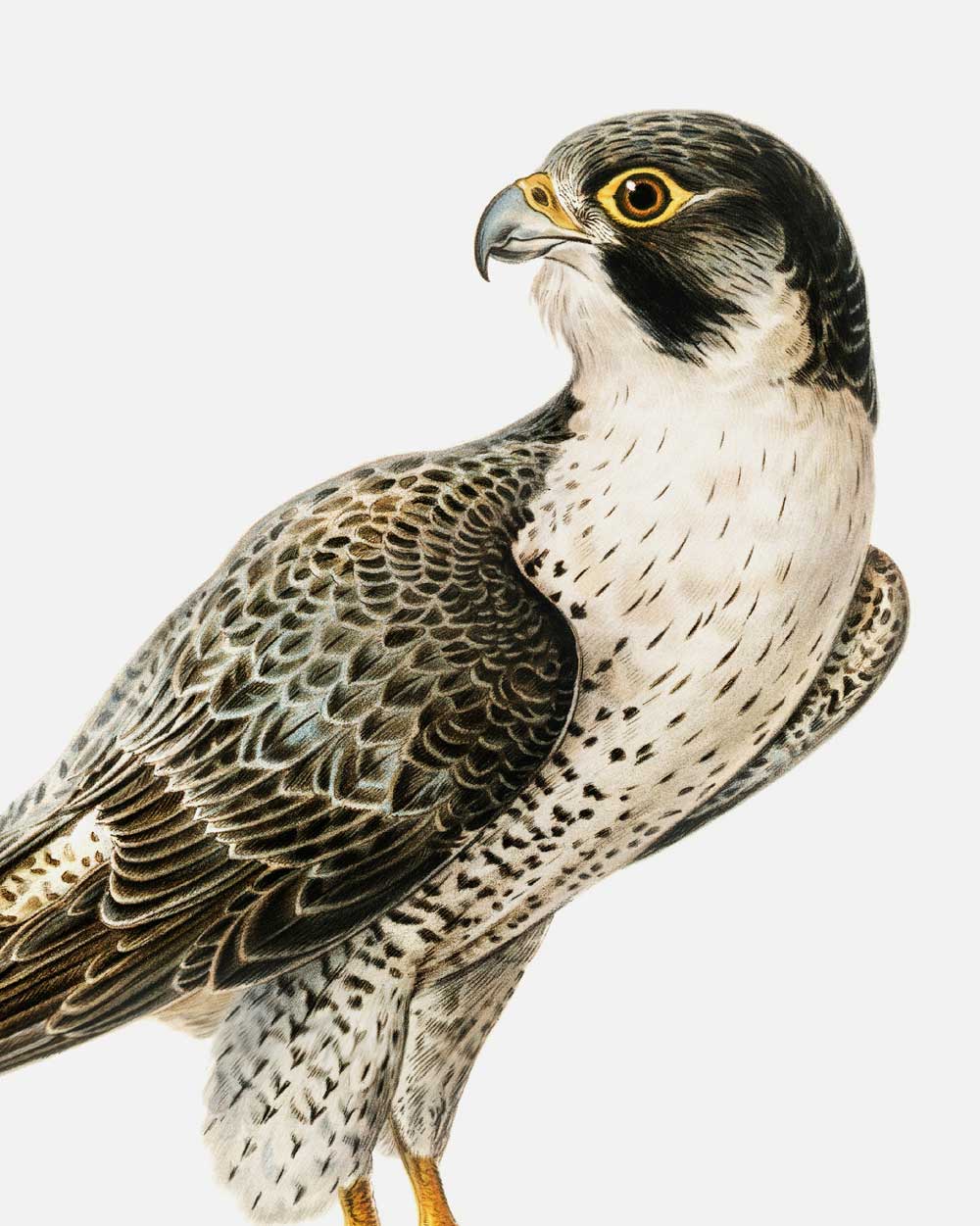 Peregrine Falcon Art Print