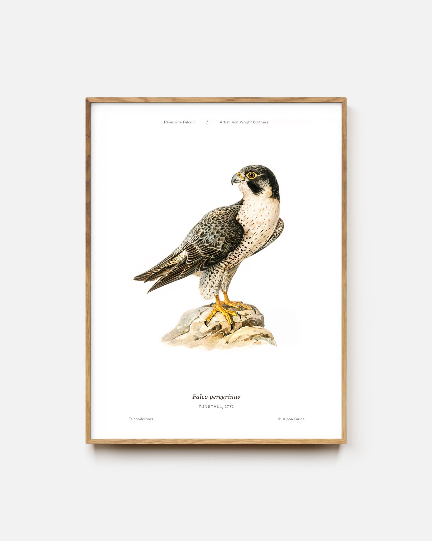 Peregrine Falcon Art Print