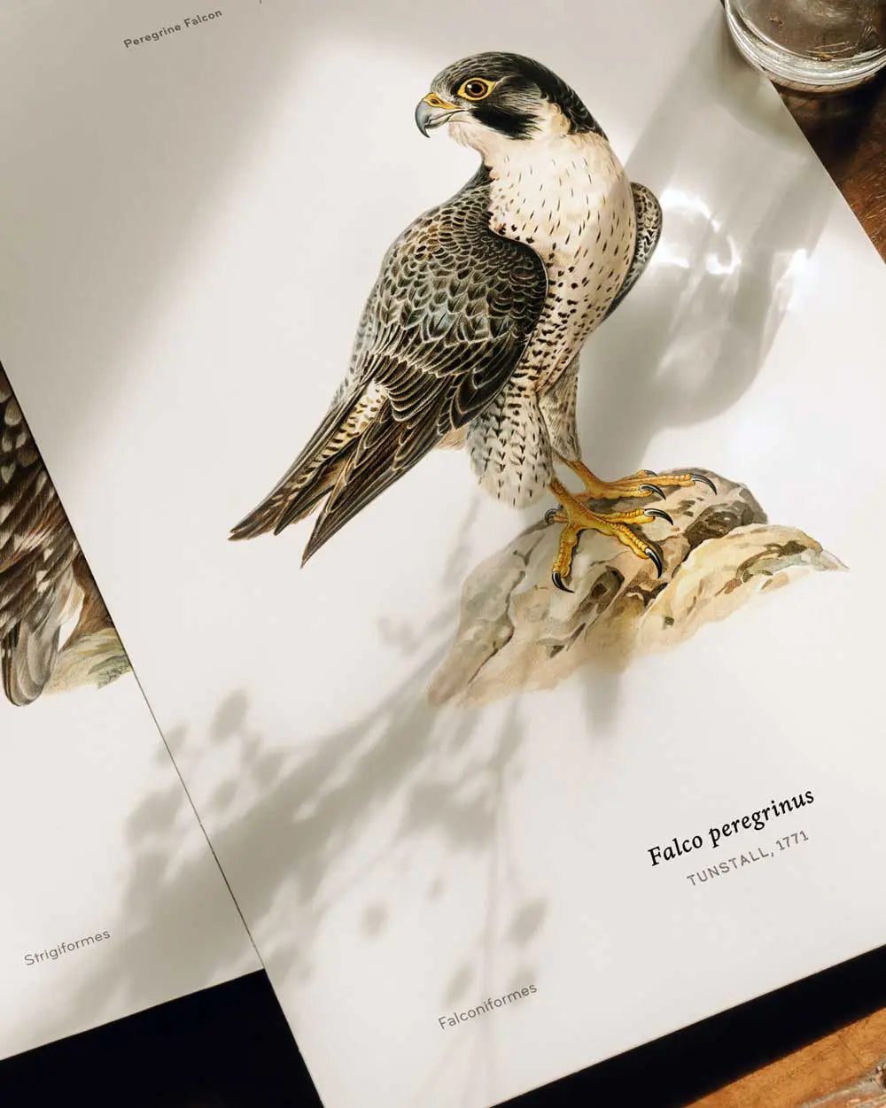 Peregrine Falcon Art Print